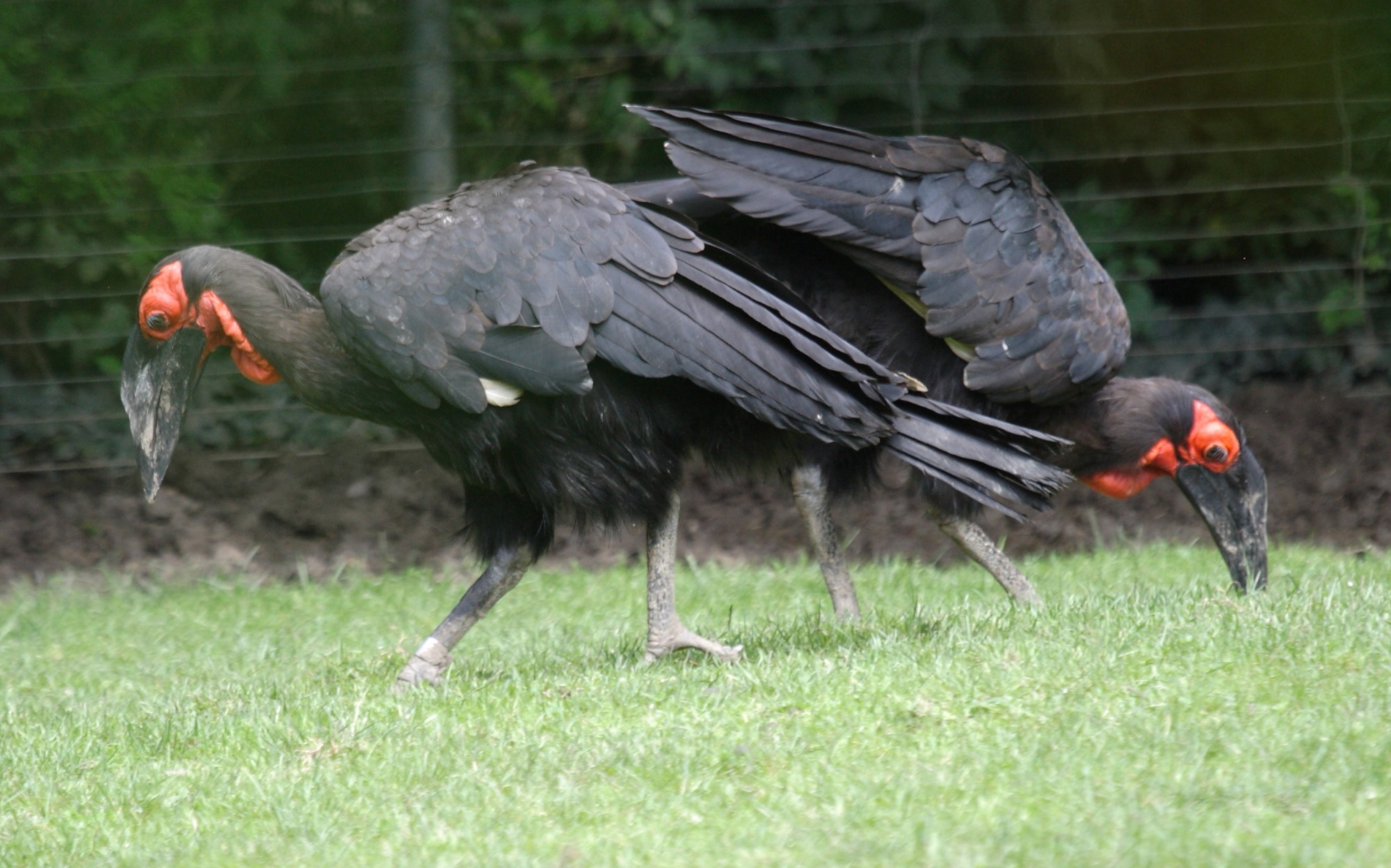Afficher le média bucorve_du_sud_-_bucorvus_leadbeateri4bd bucorve_du_sud_-_bucorvus_leadbeateri4bd