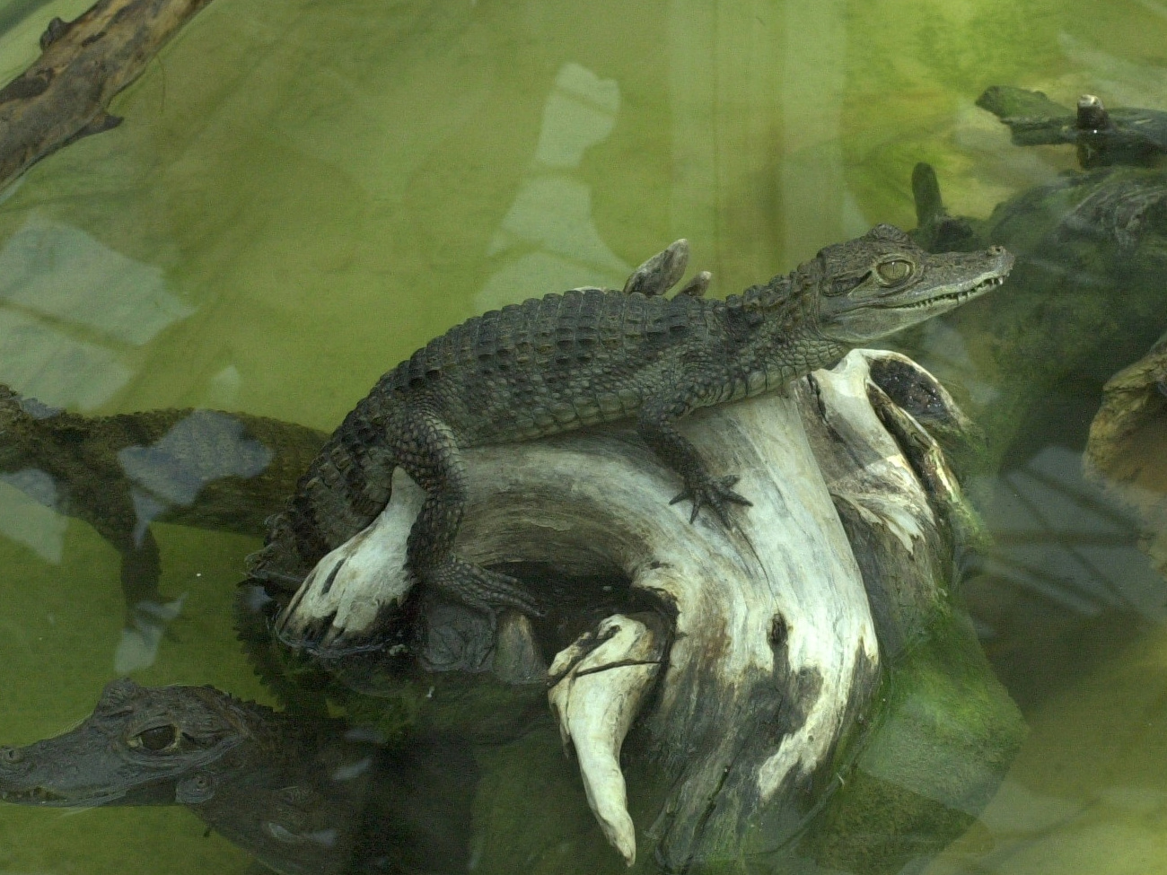 Afficher le média caiman_crocodilus1md caiman_crocodilus1md