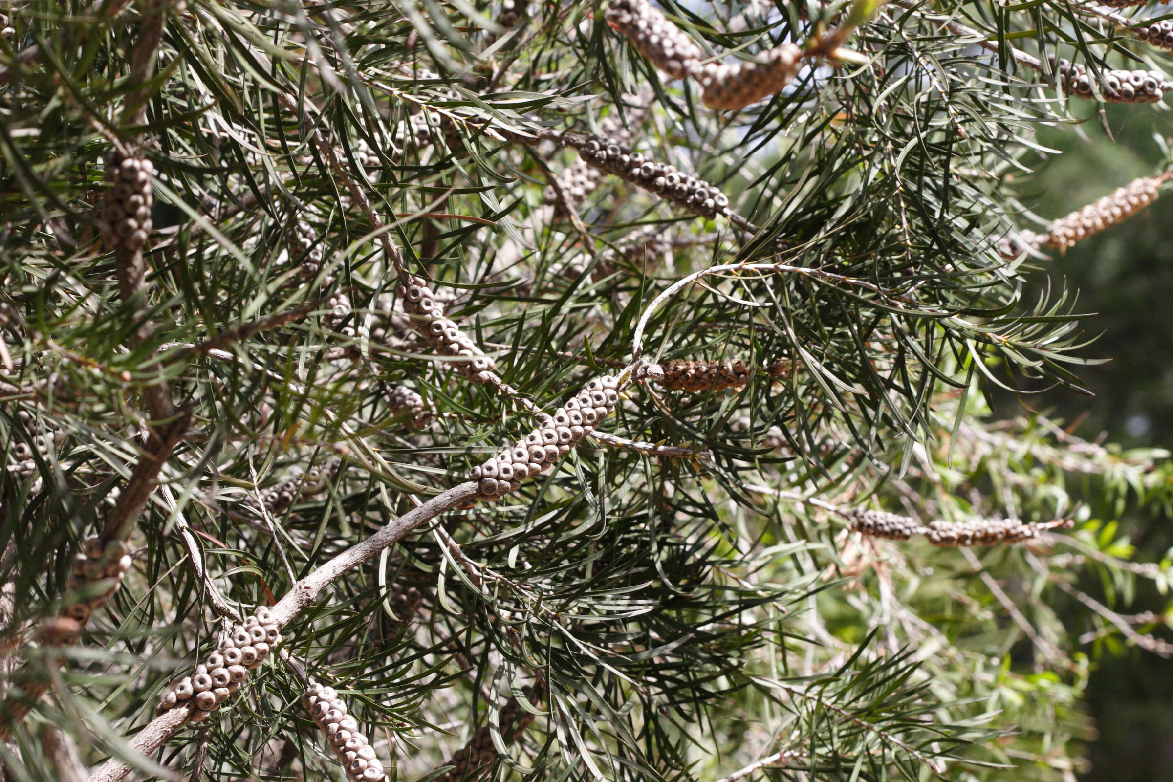 Afficher le média callistemon_rigidus2md callistemon_rigidus2md