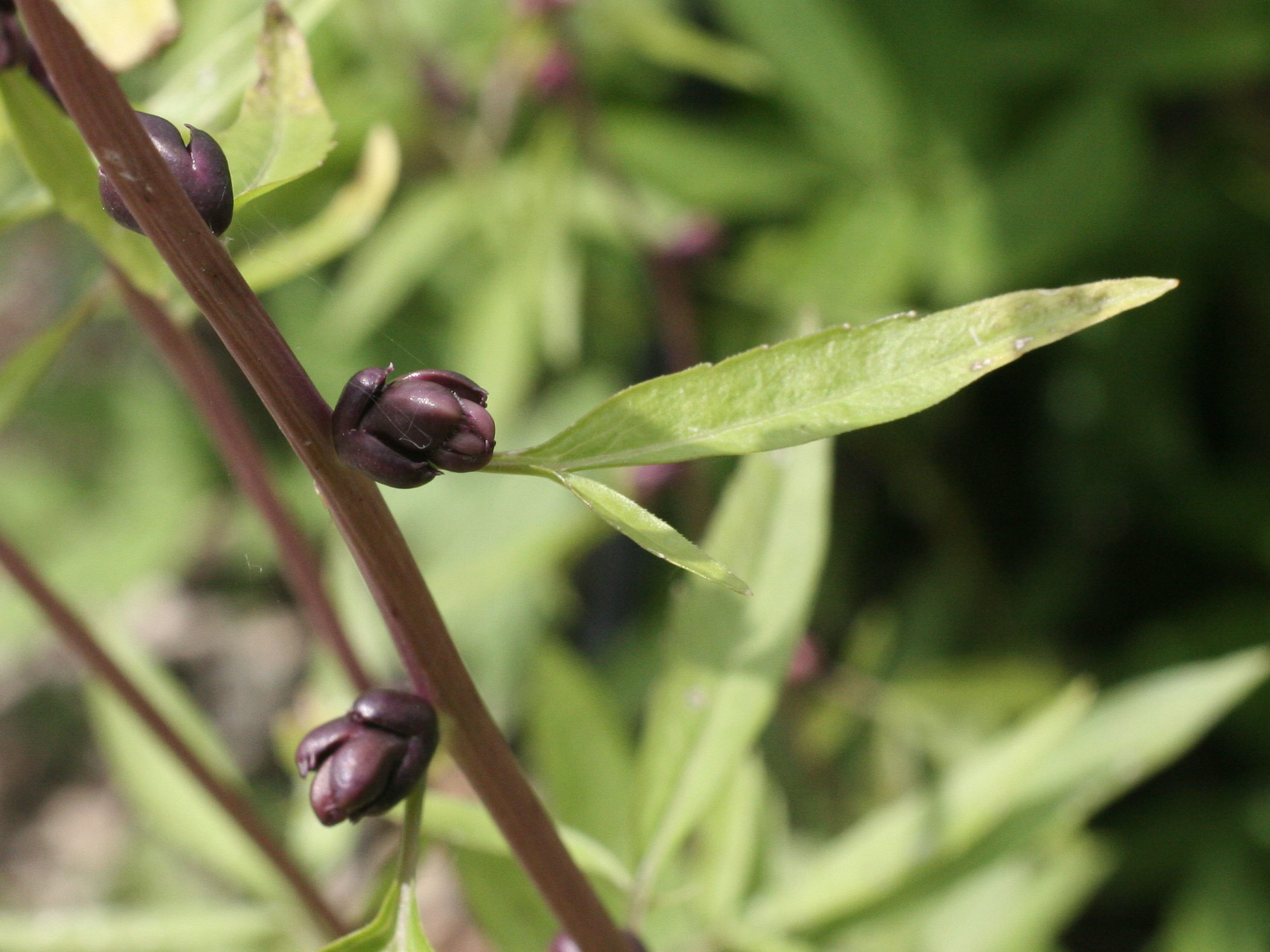 Afficher le média cardamine_bulbifera3md cardamine_bulbifera3md