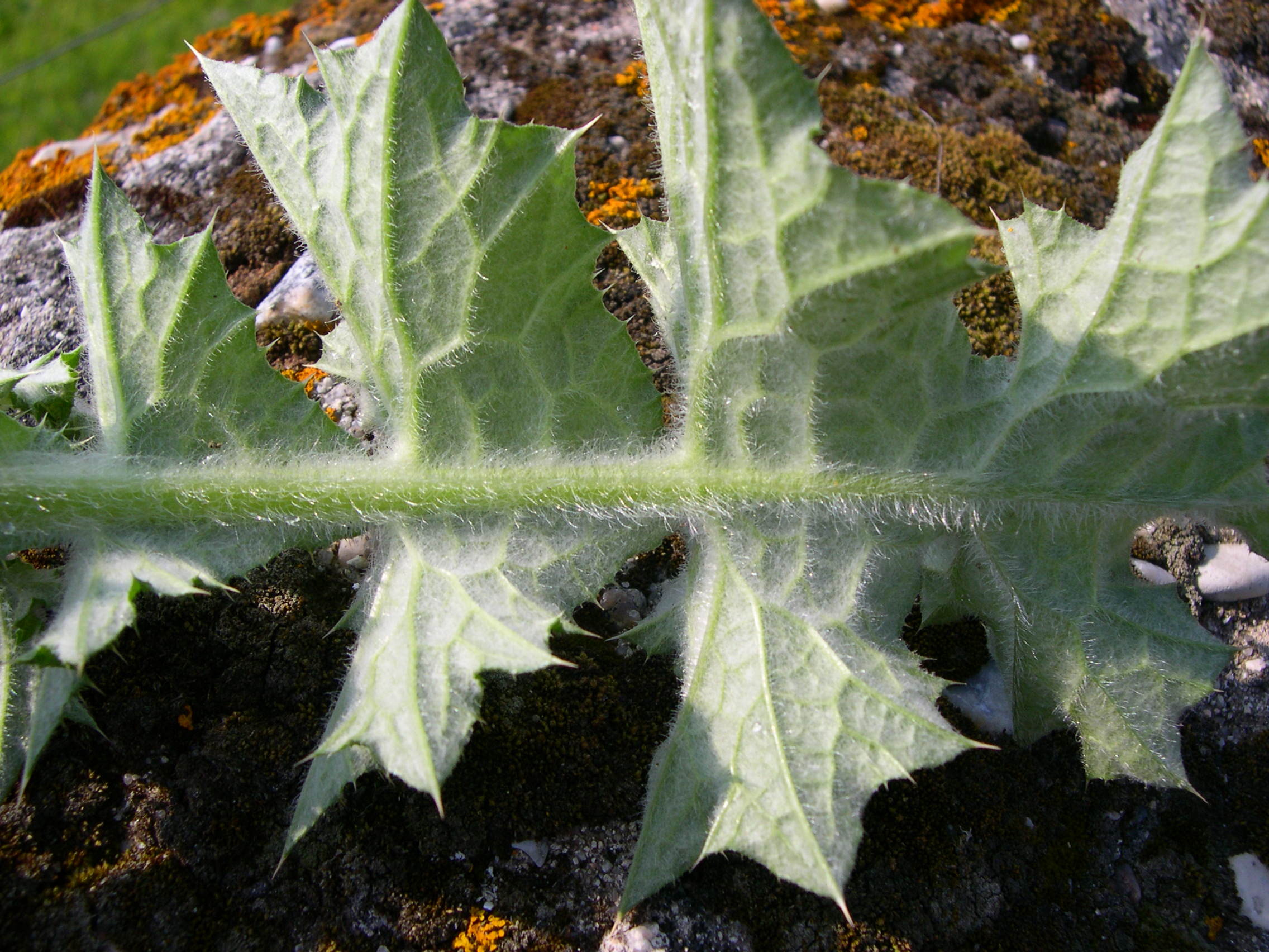 carduus_tenuiflorus4md