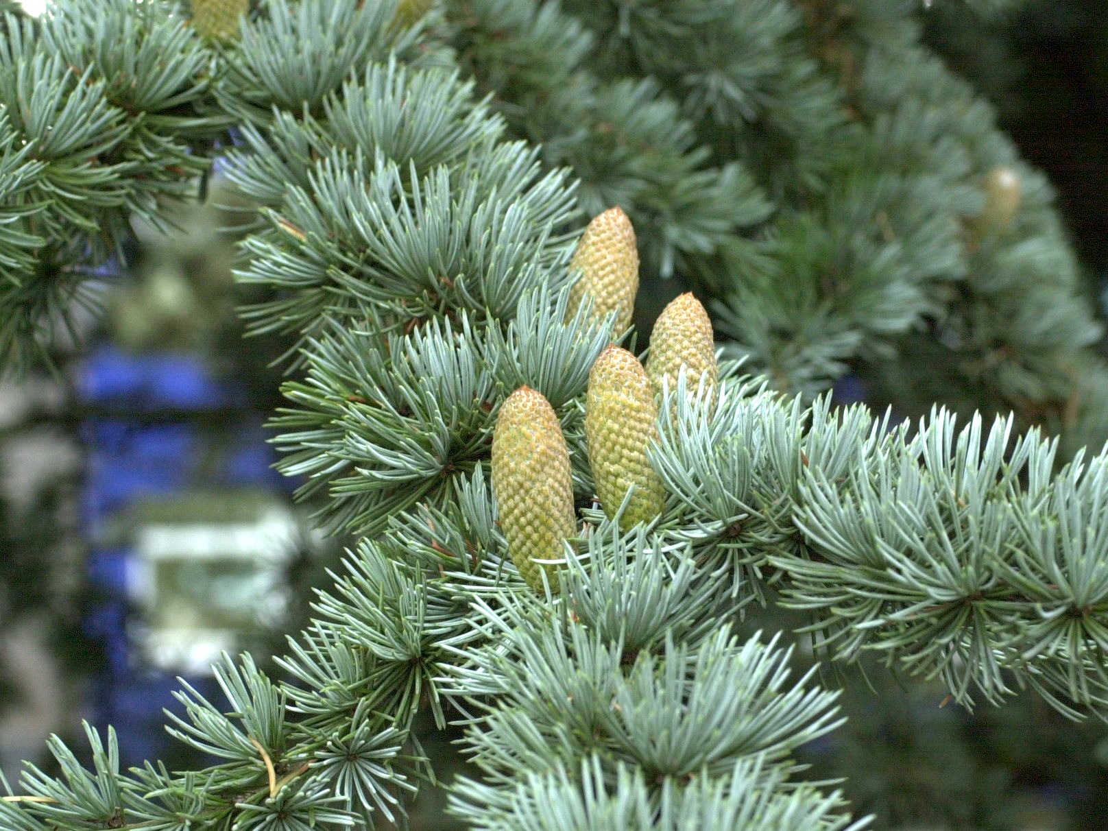 cedrus_atlantica5amd