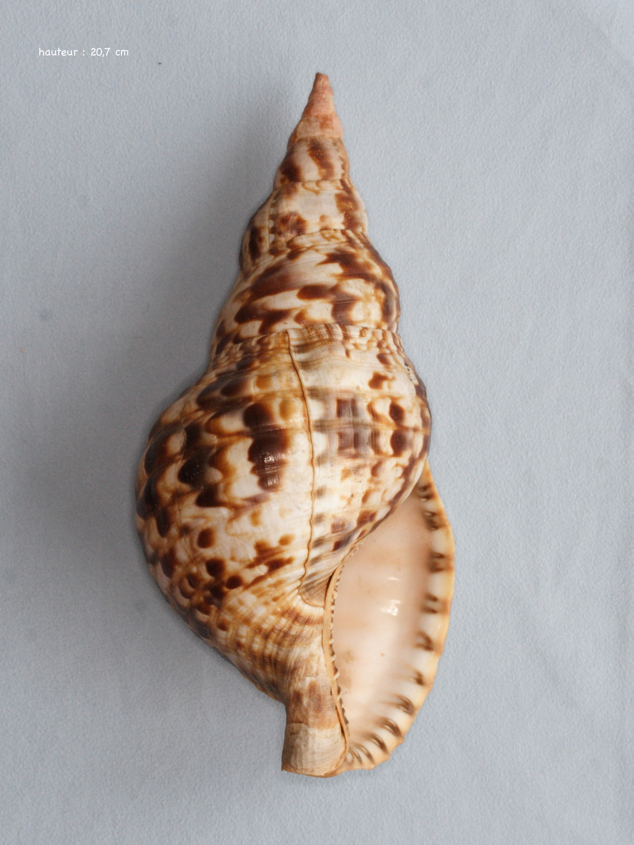 charonia_variegata2md