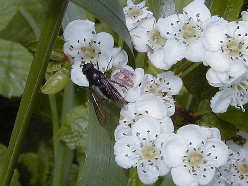 cheilosia_variabilis1md