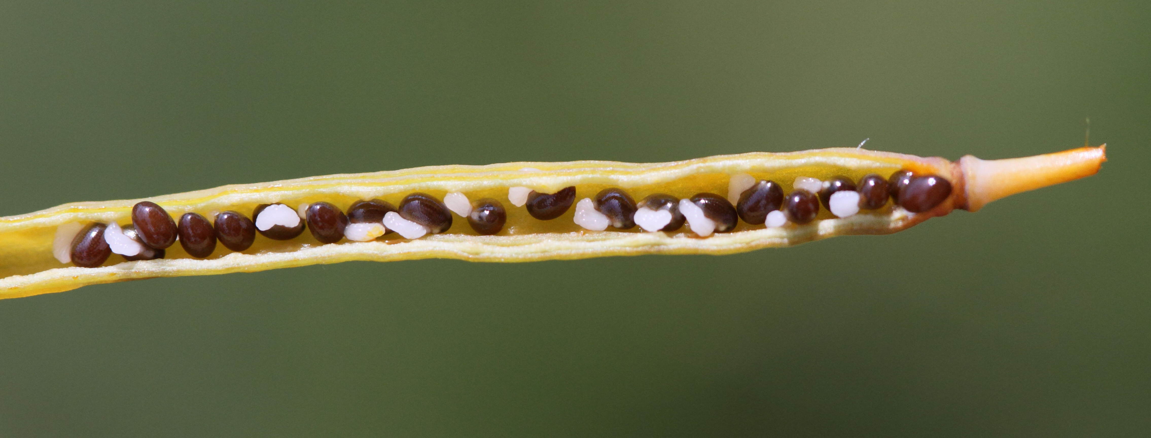 Afficher le média chelidonium_majus6bd chelidonium_majus6bd