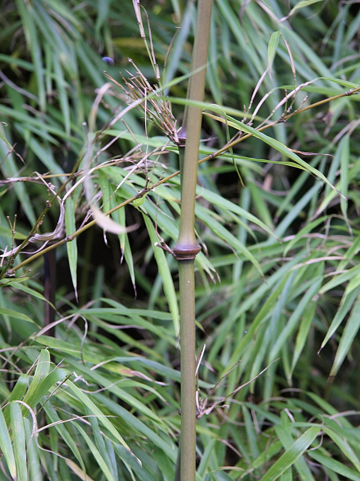 chimonobambusa_tumidissinoda1md