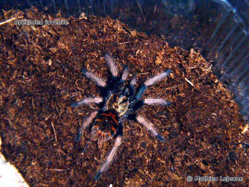 chromatopelma_cyanopubescens2ml