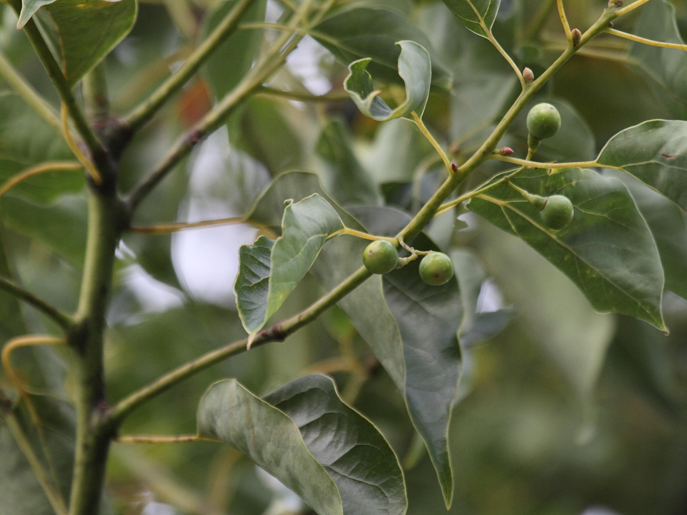 cinnamomum_camphora6bd