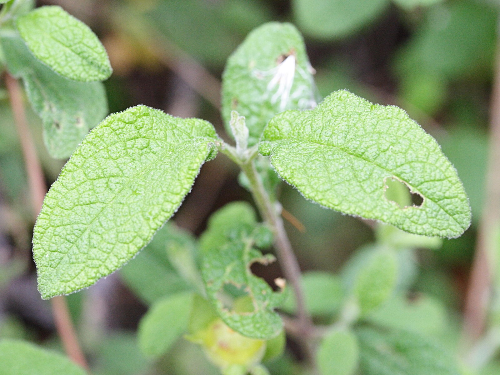 Afficher le média cistus_salviifolius4md cistus_salviifolius4md