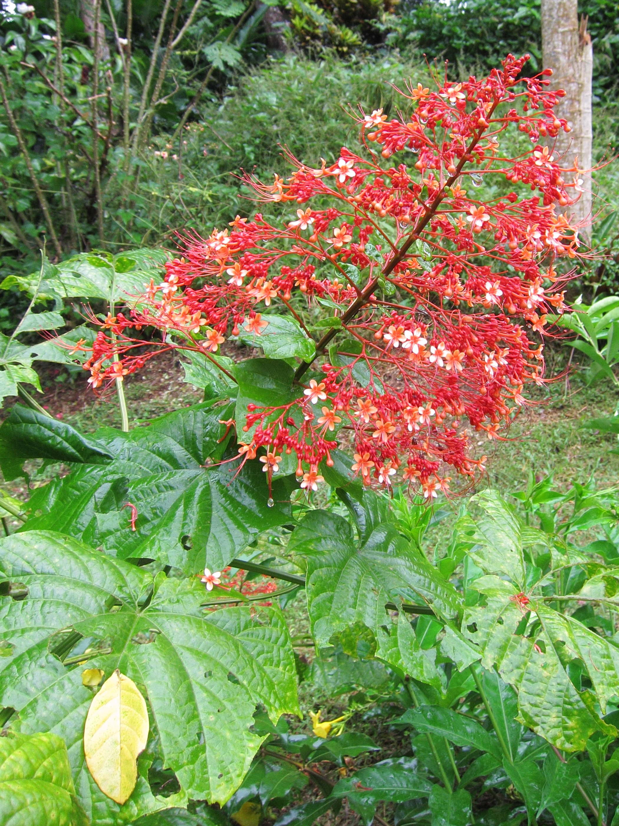 clerodendrum_paniculatum4bd