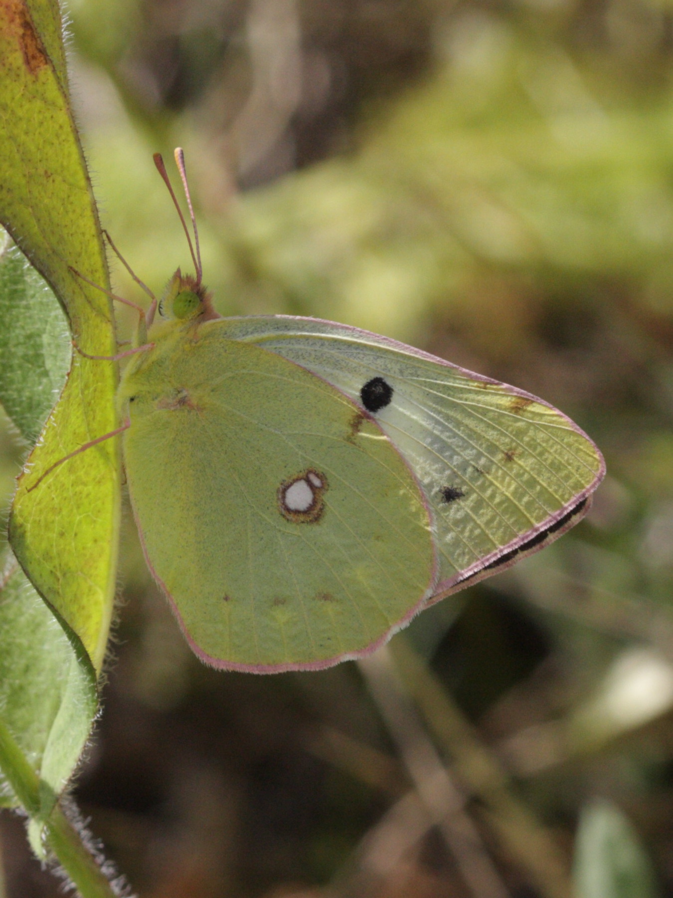 colias_hyale1bd