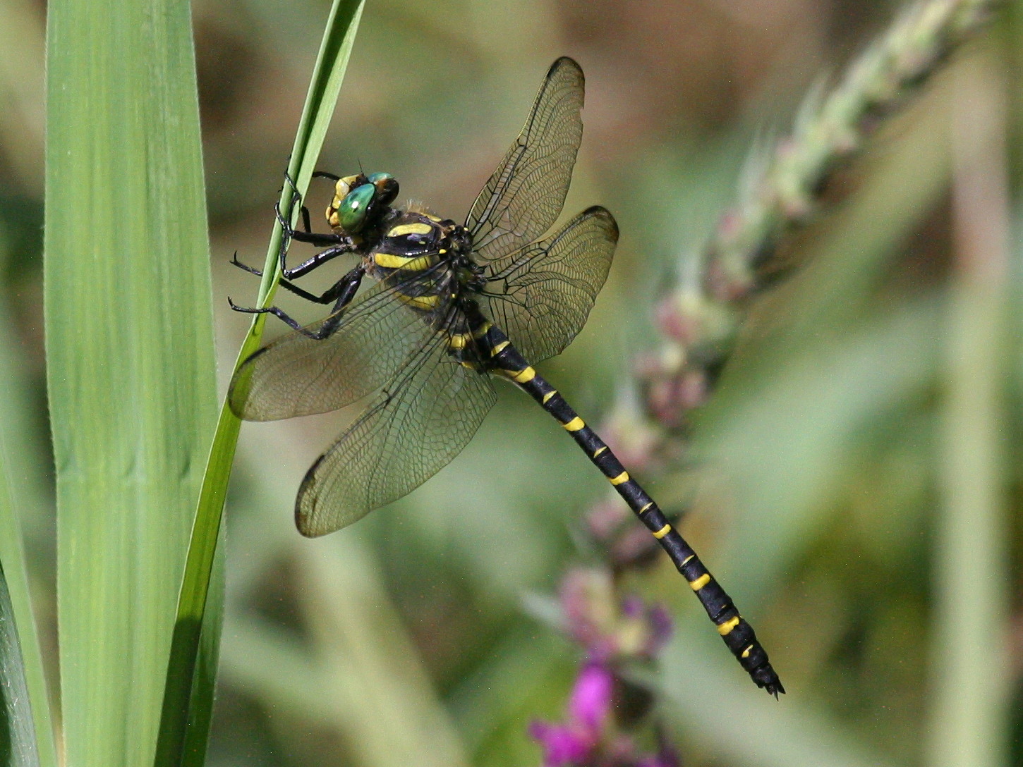 Afficher le média cordulegaster_boltonii3bd cordulegaster_boltonii3bd