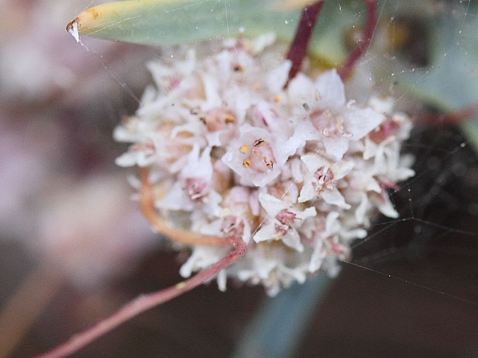 Afficher le média cuscuta_approximata3md cuscuta_approximata3md