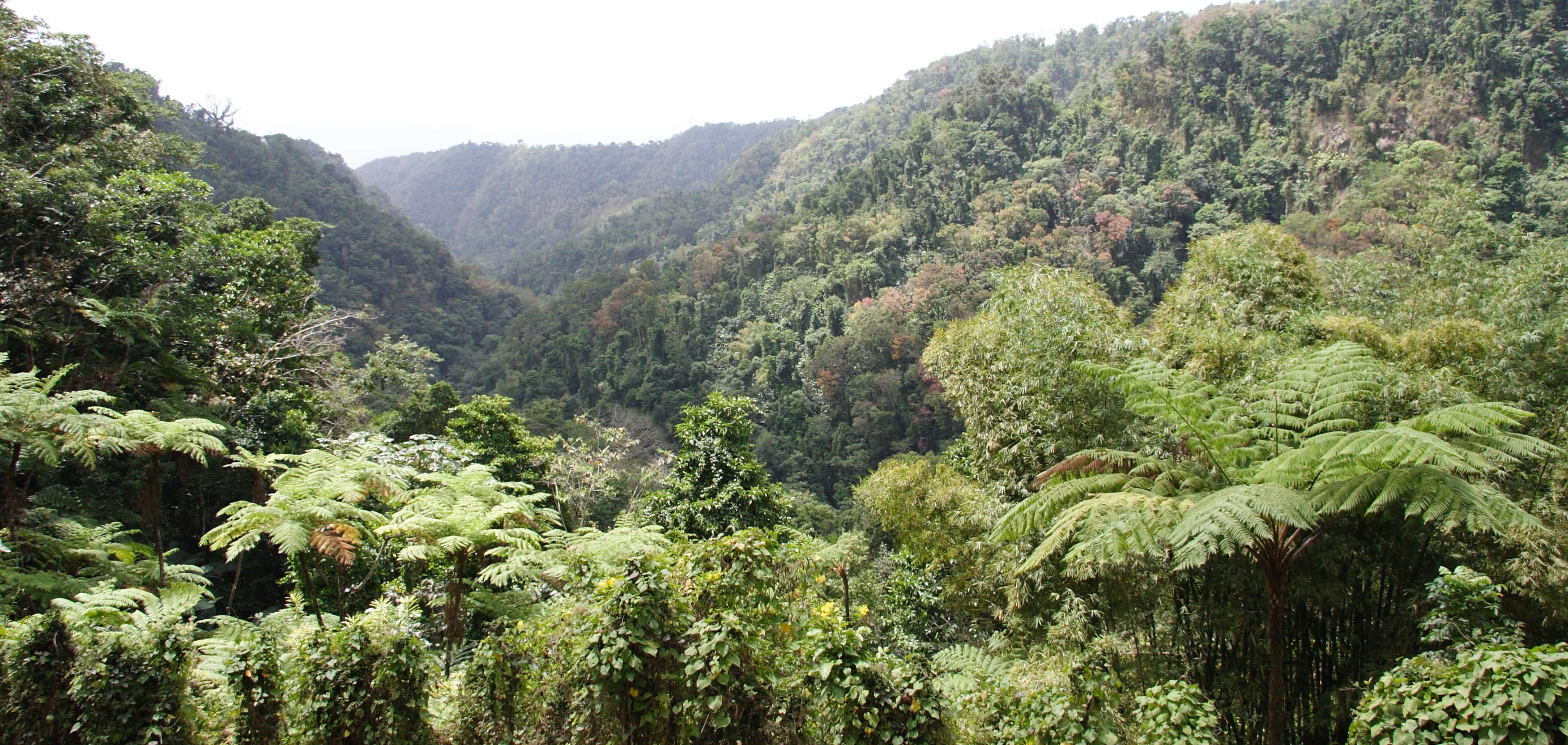 Afficher le média Cyathaea_arborea Cyathaea_arborea