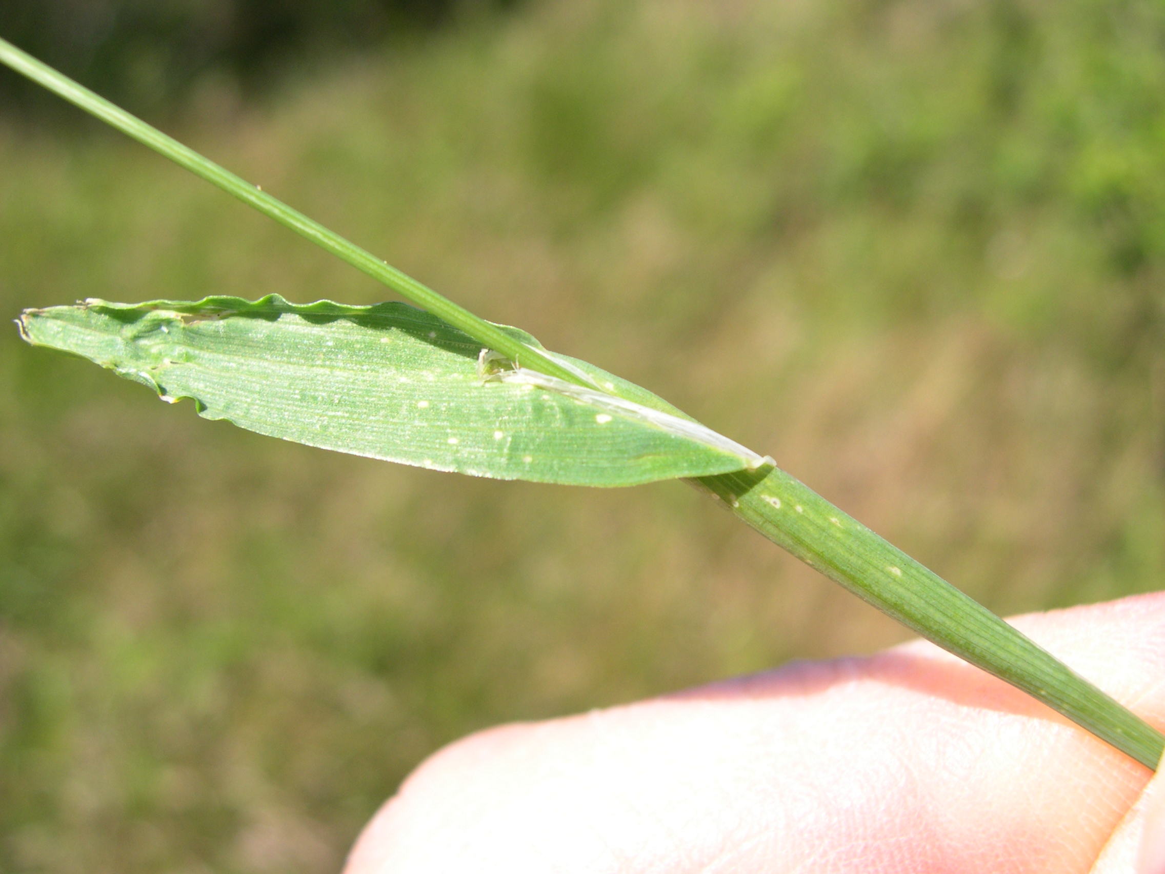 cynosurus_echinatus3md