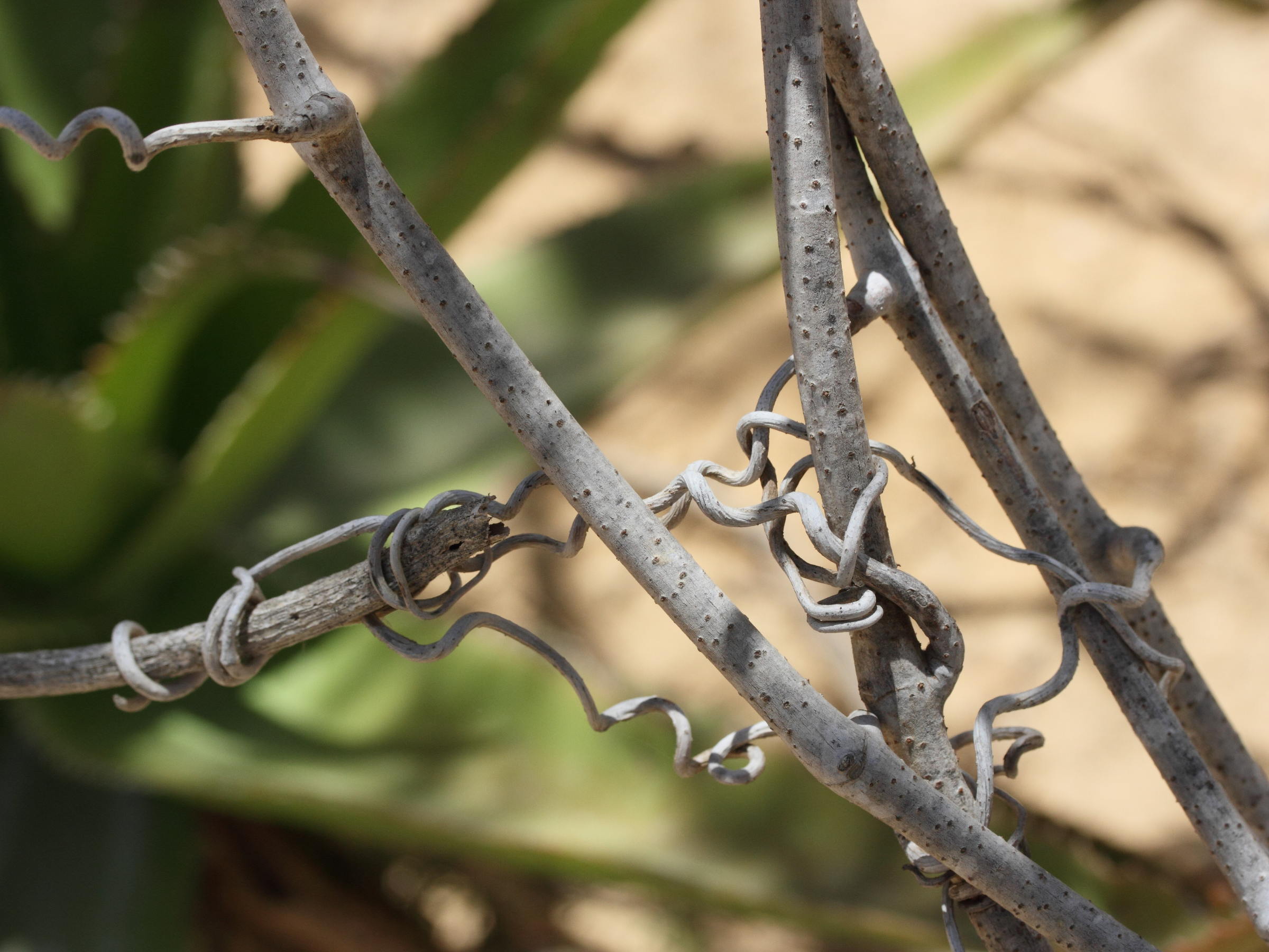 Cyphpstemma_montagnacii