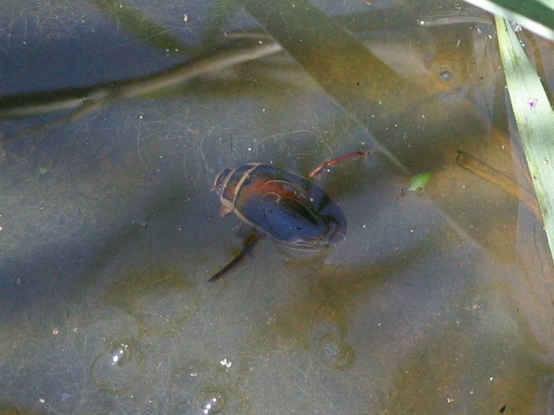 dytiscus_marginalis1bd