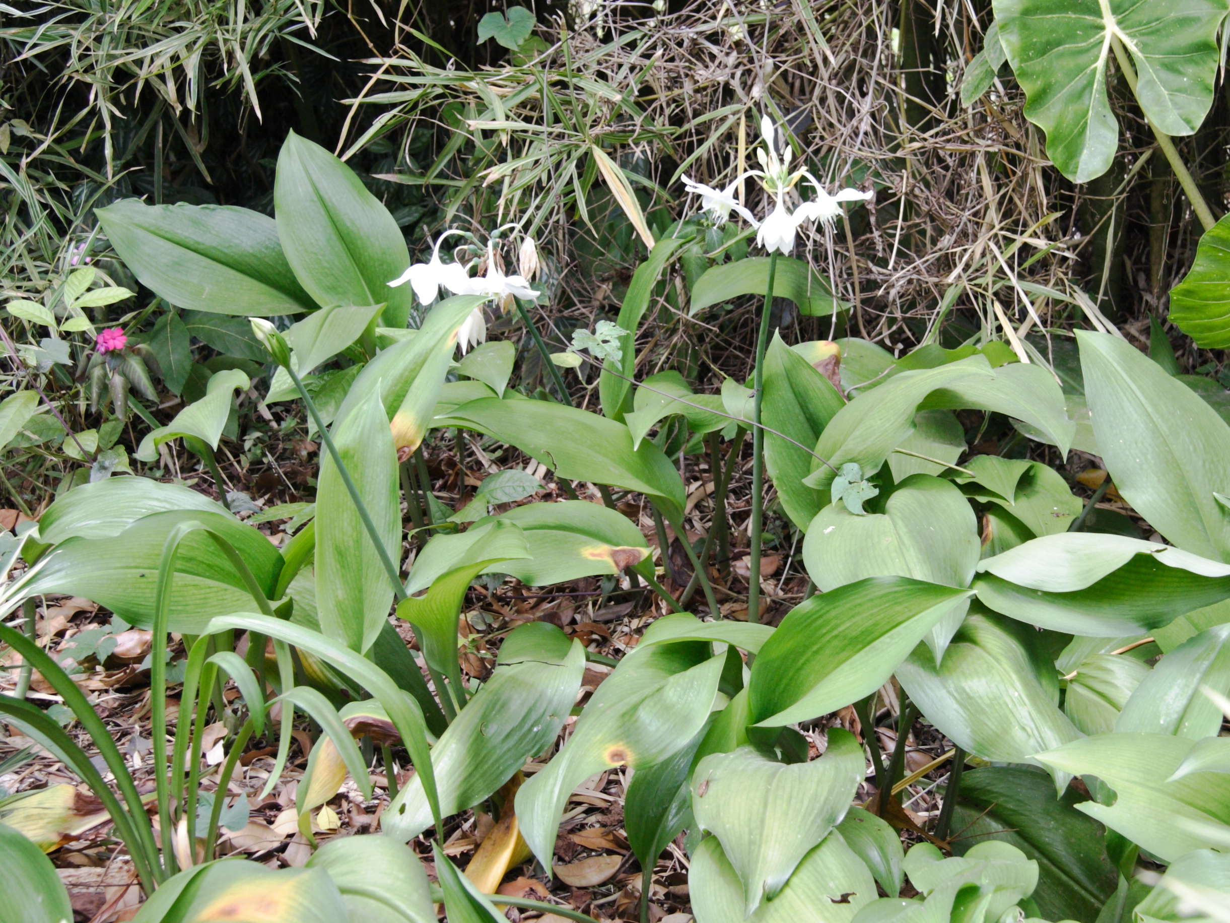 Afficher le média eucharis_amazonica1md eucharis_amazonica1md