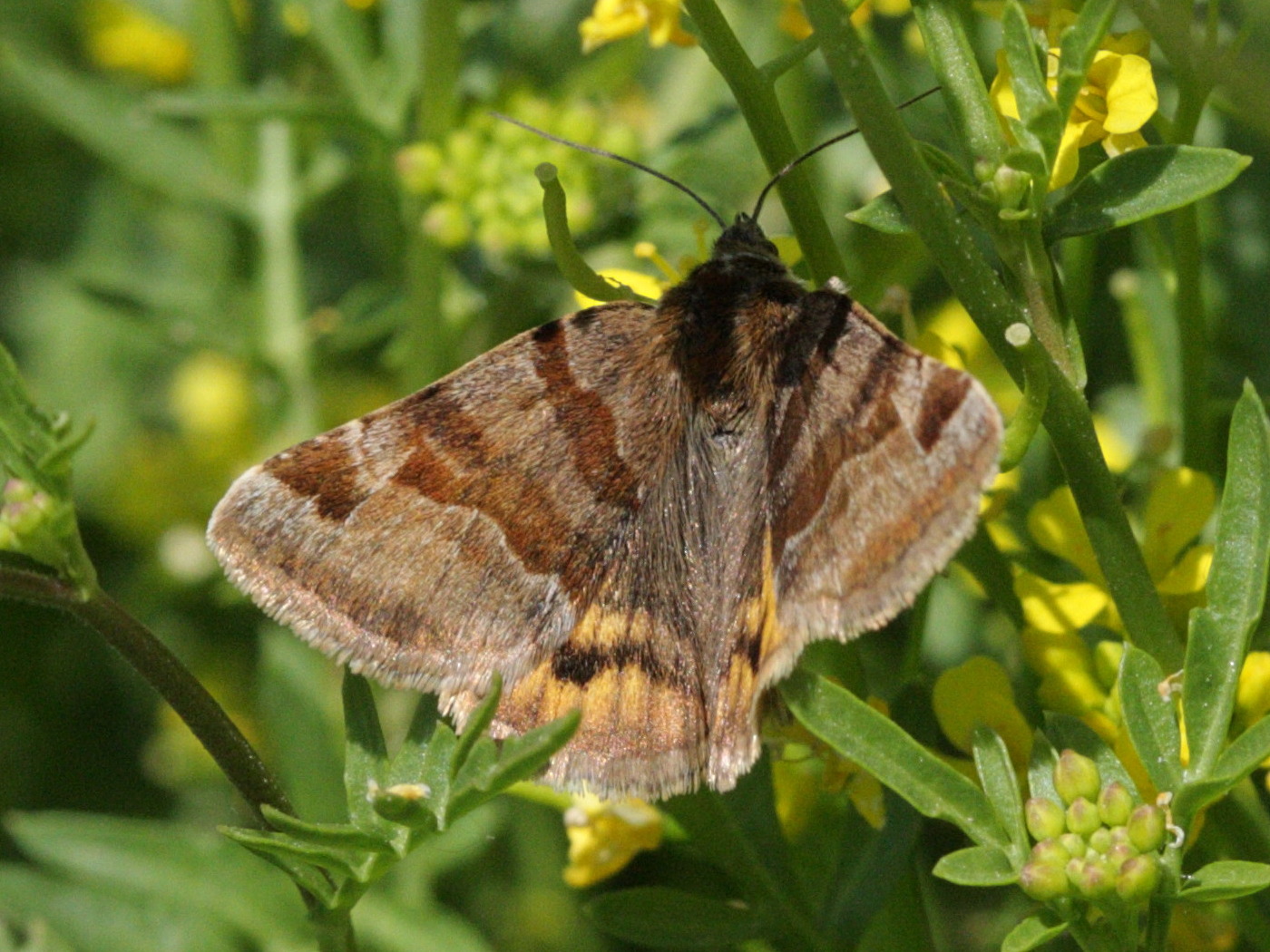 euclidia_glyphica6bd