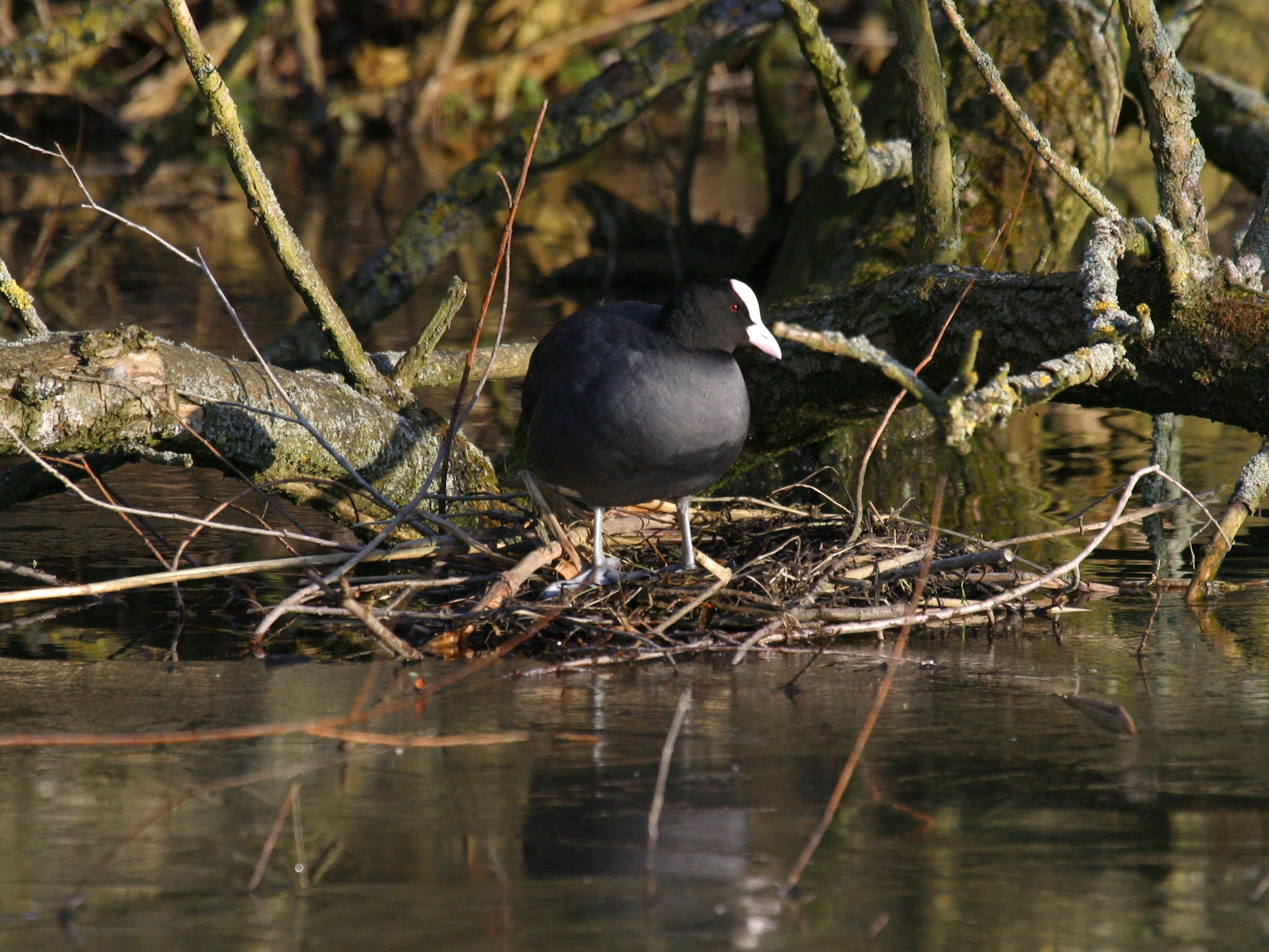 foulque_macroule_-_fulica_atra6bd