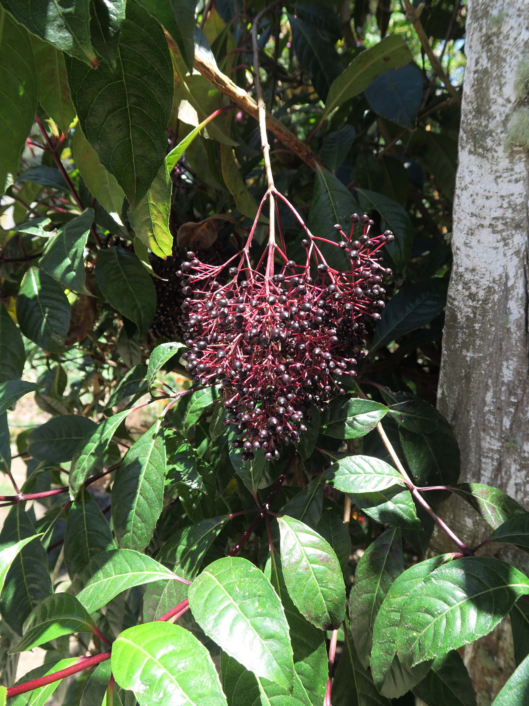 Afficher le média fuchsia_arborescens4md fuchsia_arborescens4md