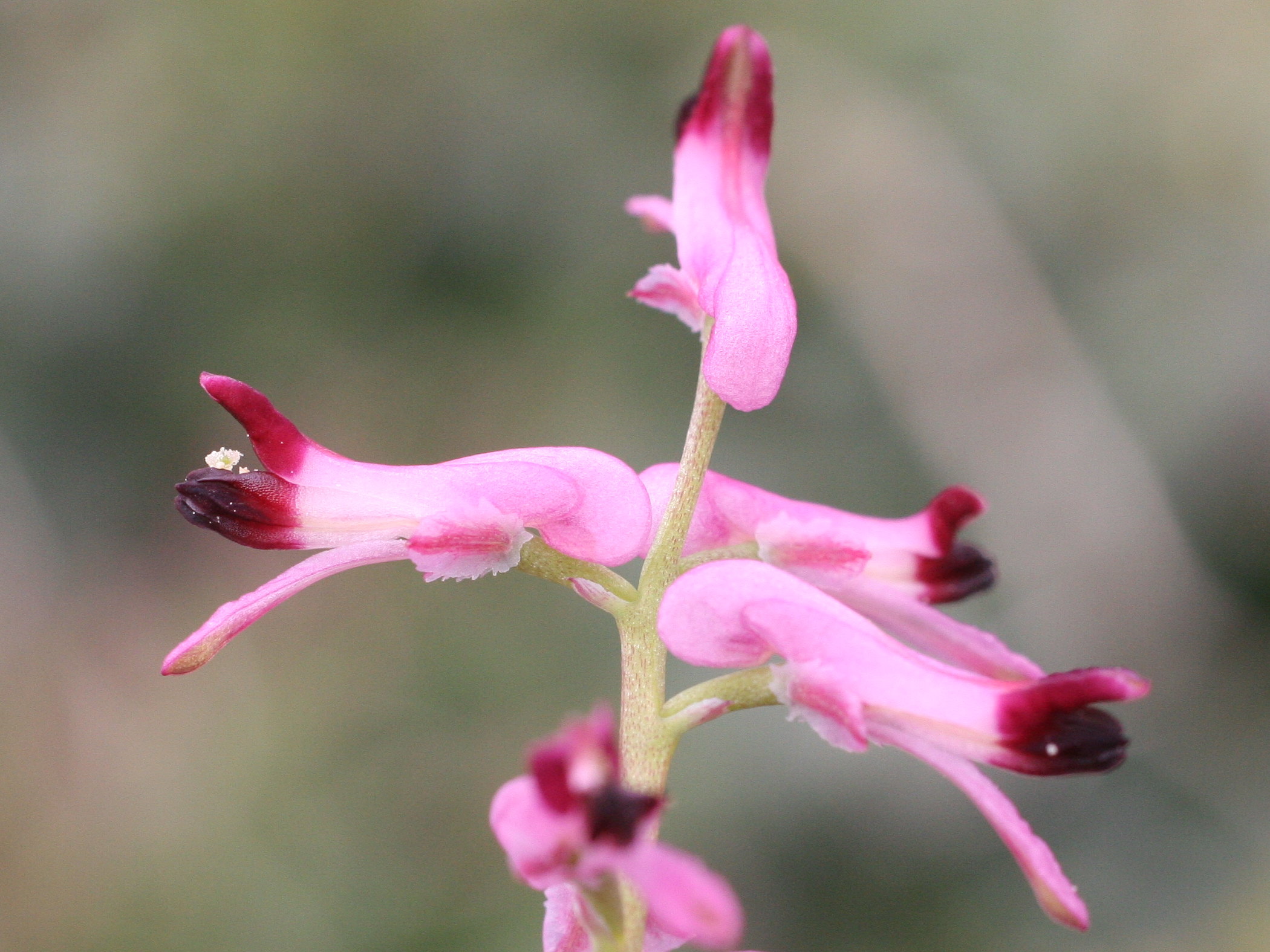 Afficher le média fumaria_officinalis_wirtgenii2md fumaria_officinalis_wirtgenii2md