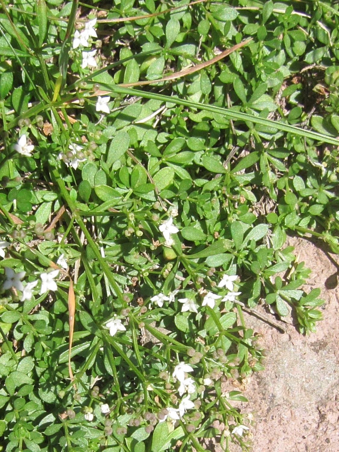 Afficher le média galium_odoratum3bd galium_odoratum3bd