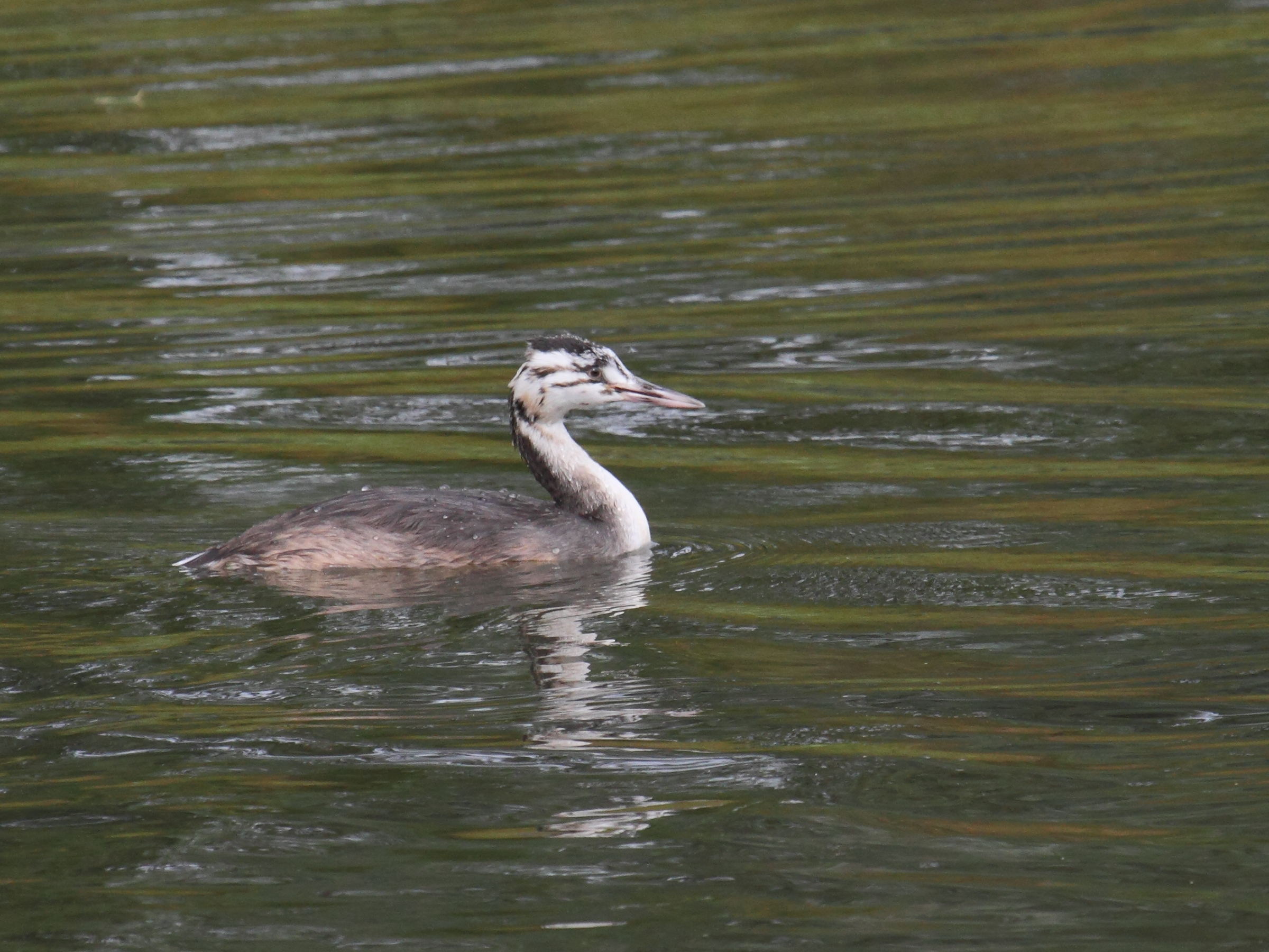 grebe_huppe_-_podiceps_cristatus11bd