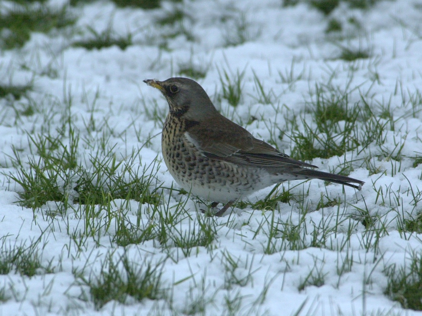 grive_litorne_-_turdus_pilaris2bd