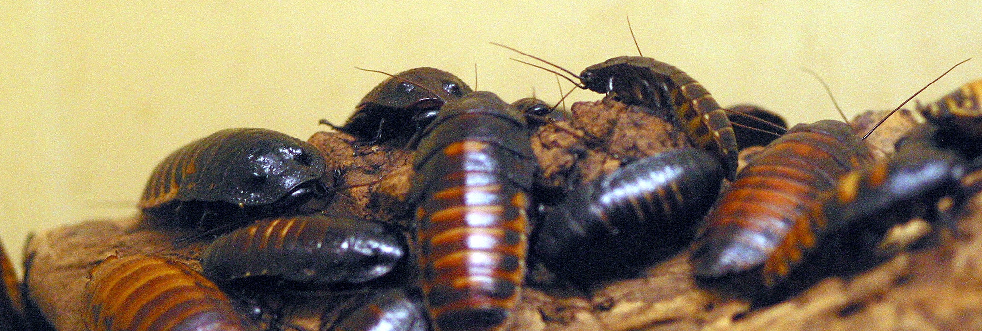 gromphadorhina_portentosa2bd