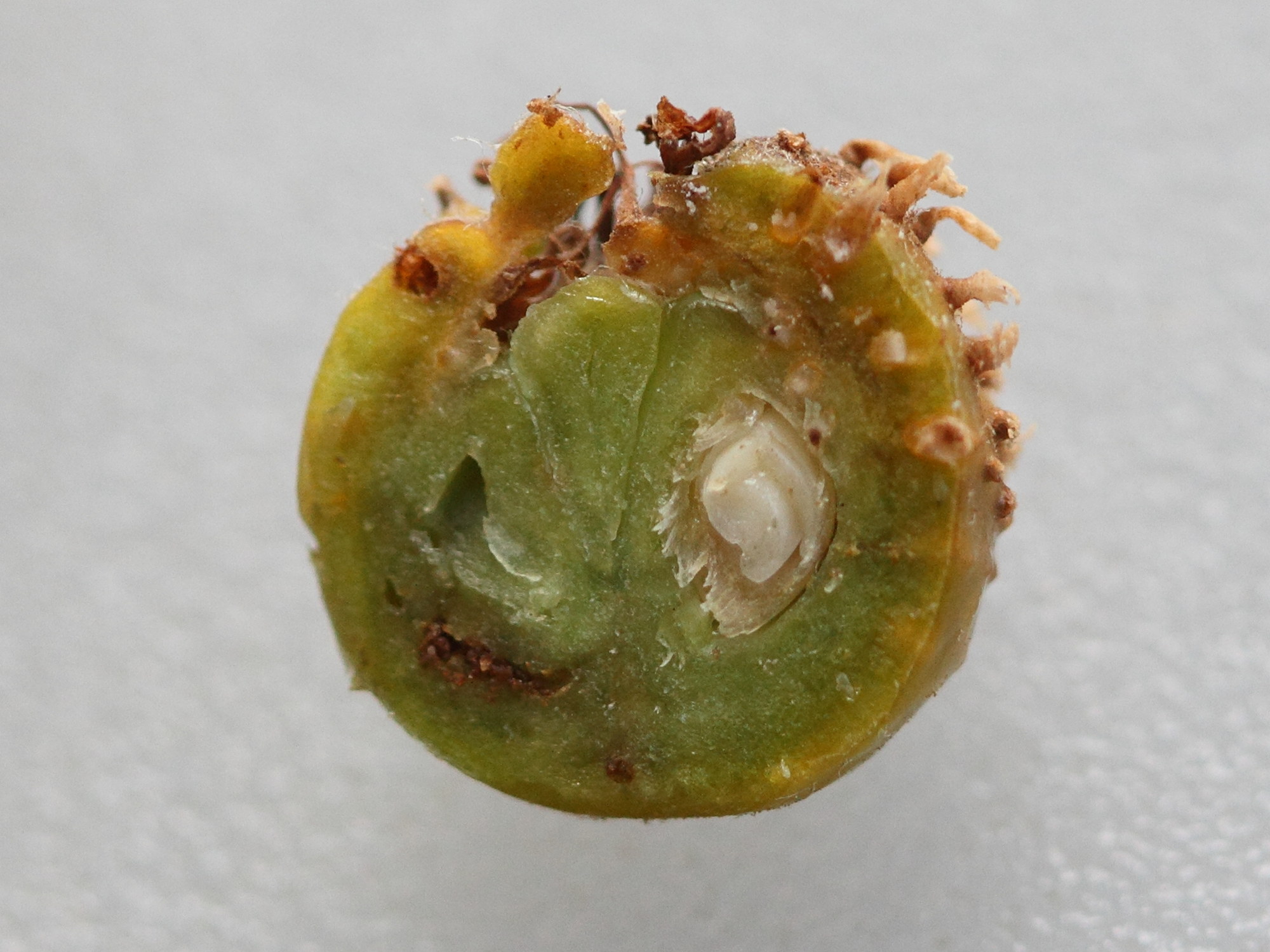 Afficher le média gymnosporangium_clavariiforme3md gymnosporangium_clavariiforme3md