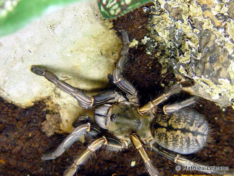 haplopelma_albostriata1ml