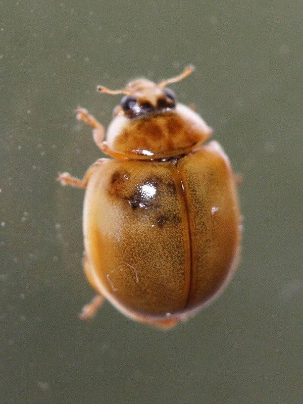 Afficher le média harmonia_axyridis7md harmonia_axyridis7md