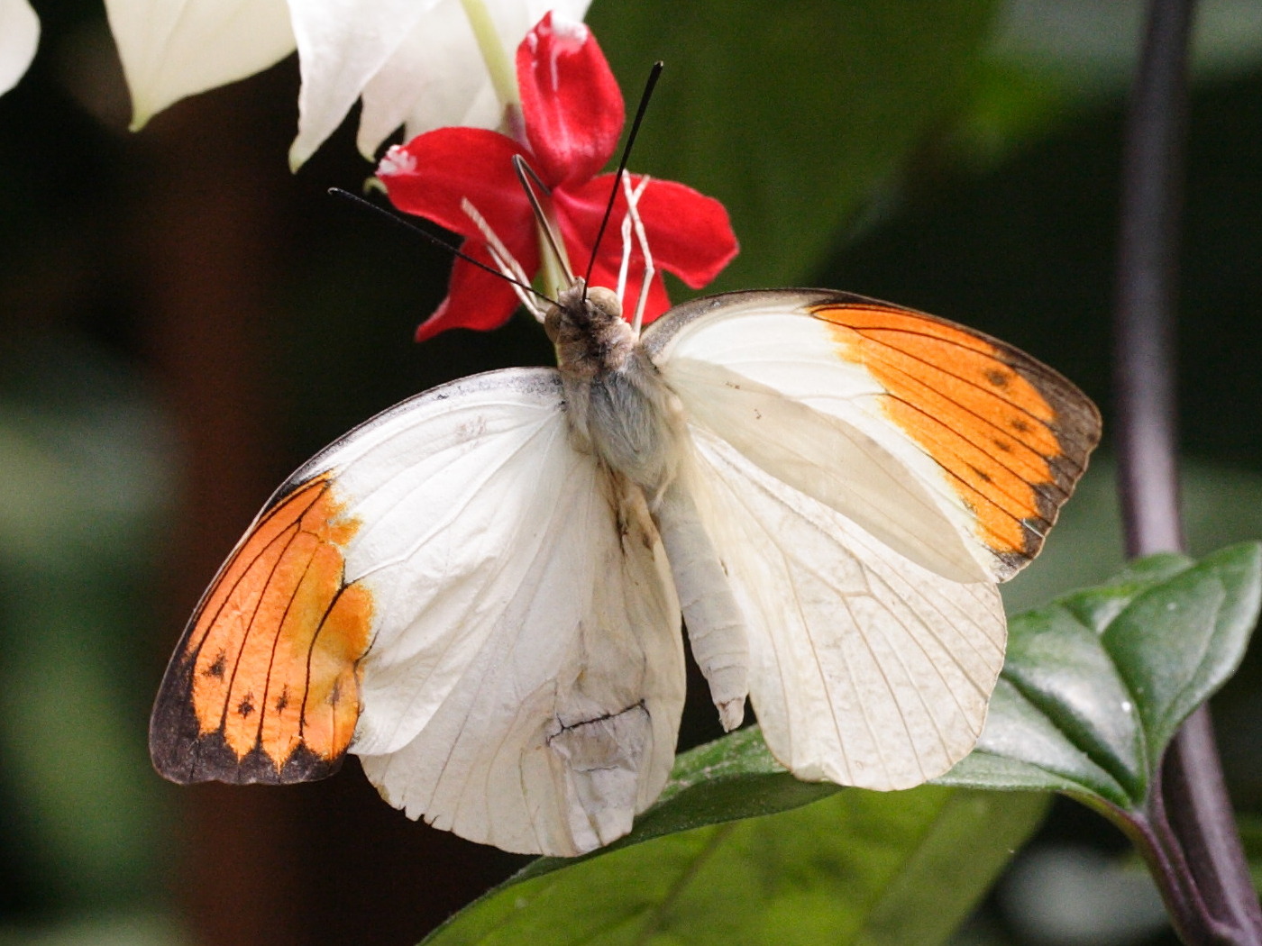 hebomoia_glaucippe1bmd