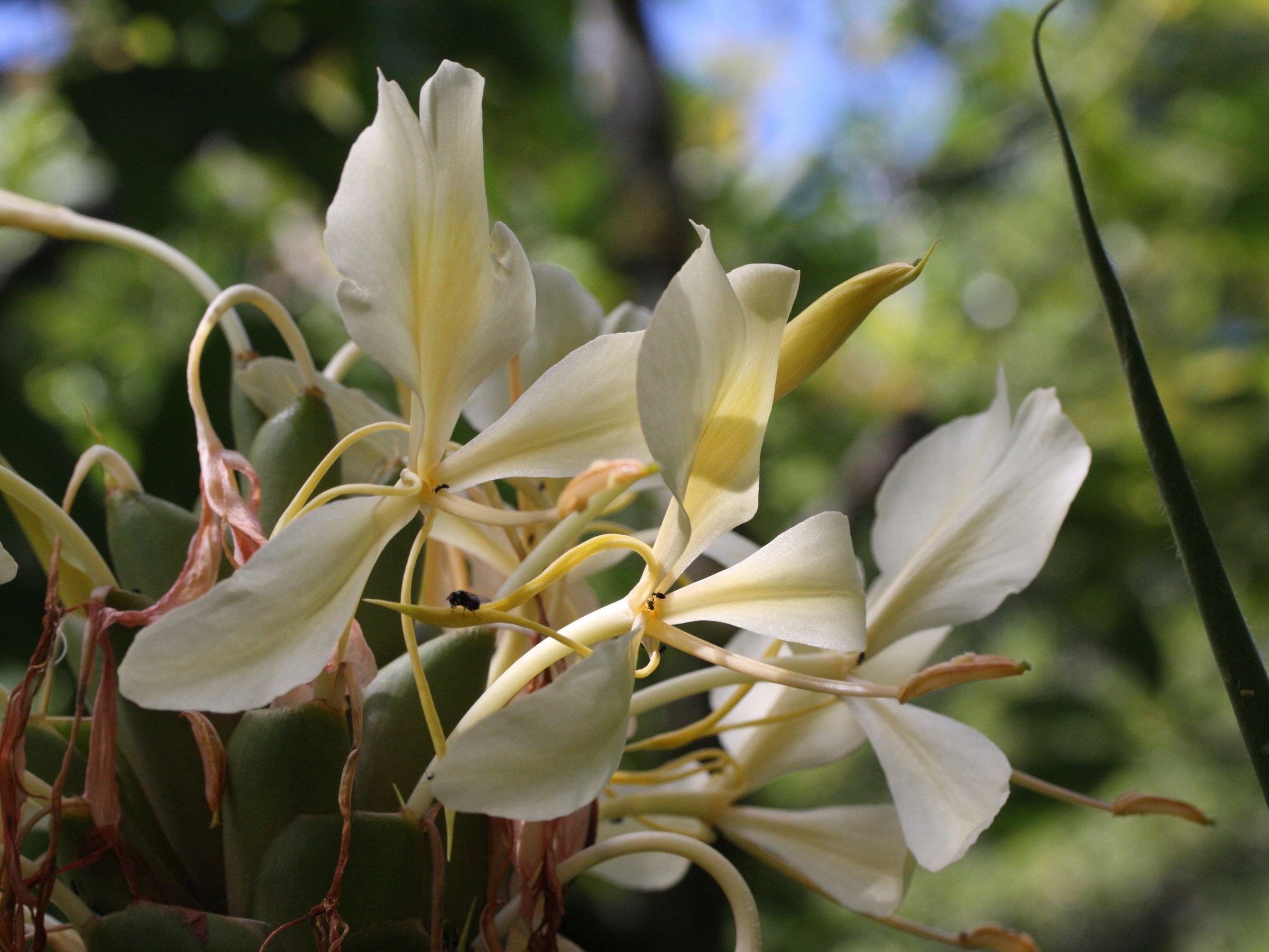 hedychium_flavescens4md