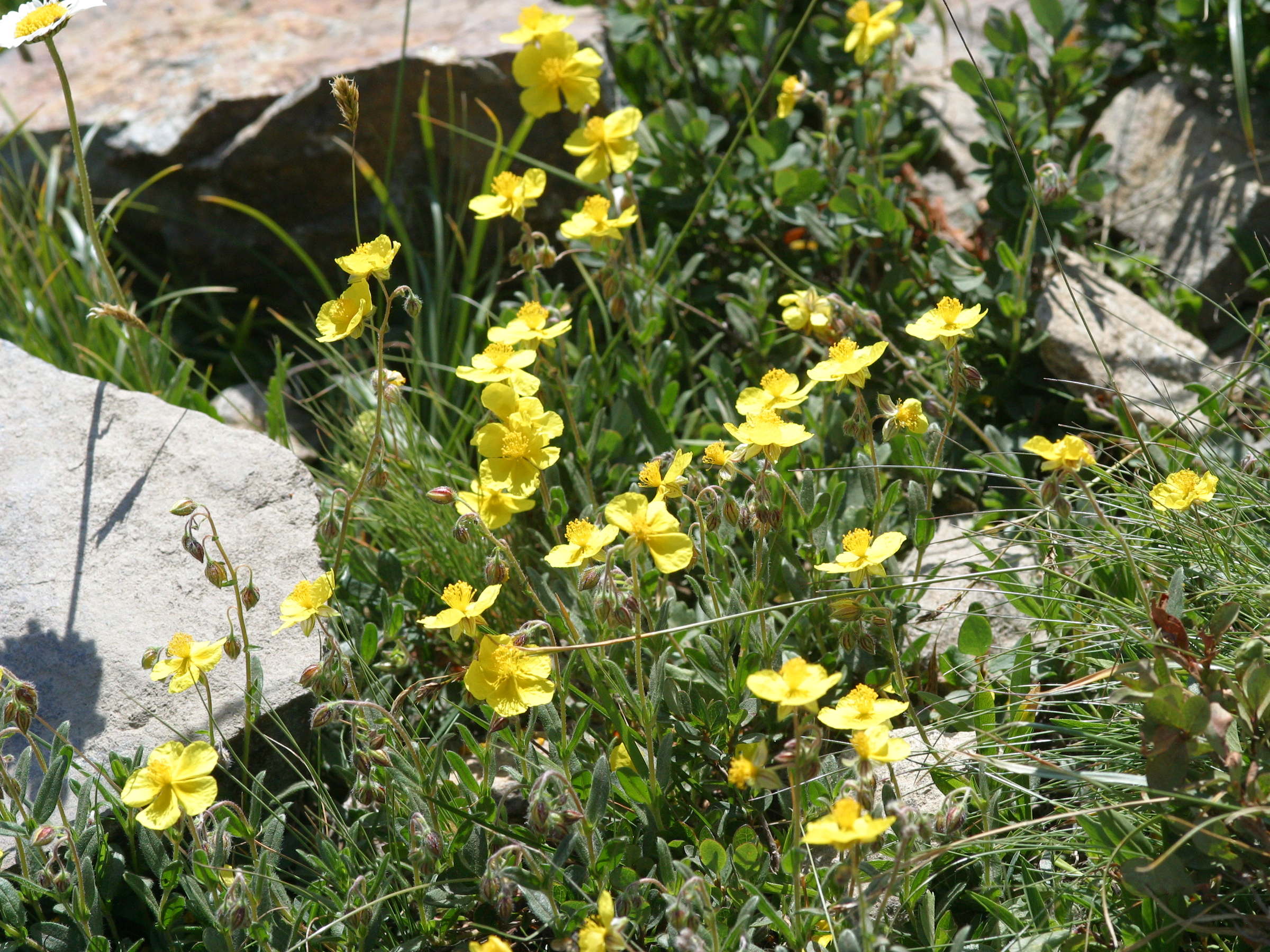 Afficher le média Helianthemum_nummularium Helianthemum_nummularium