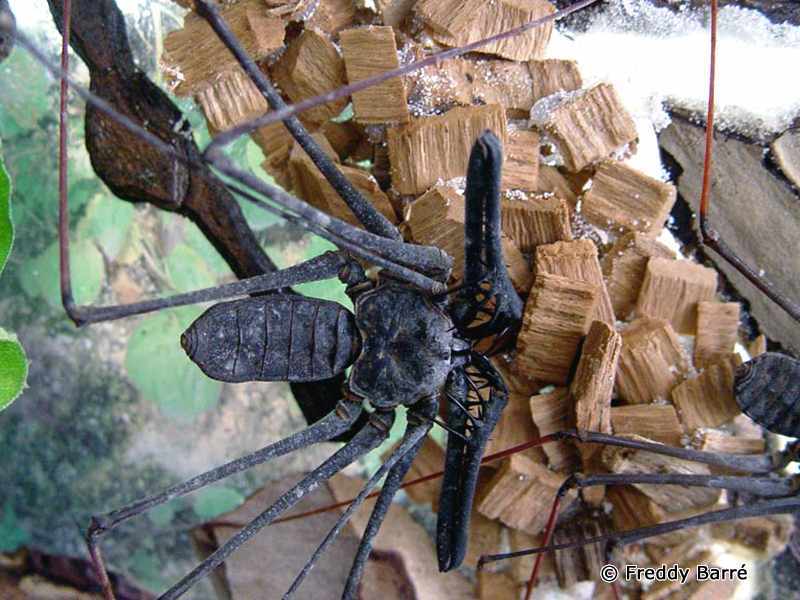 heterophrynus_alces1