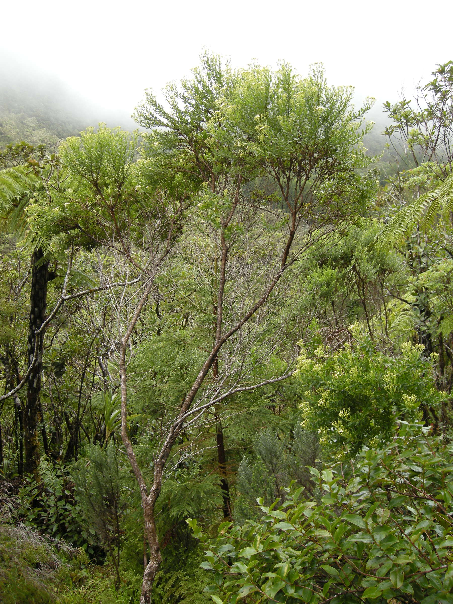 hubertia_ambavilla1md