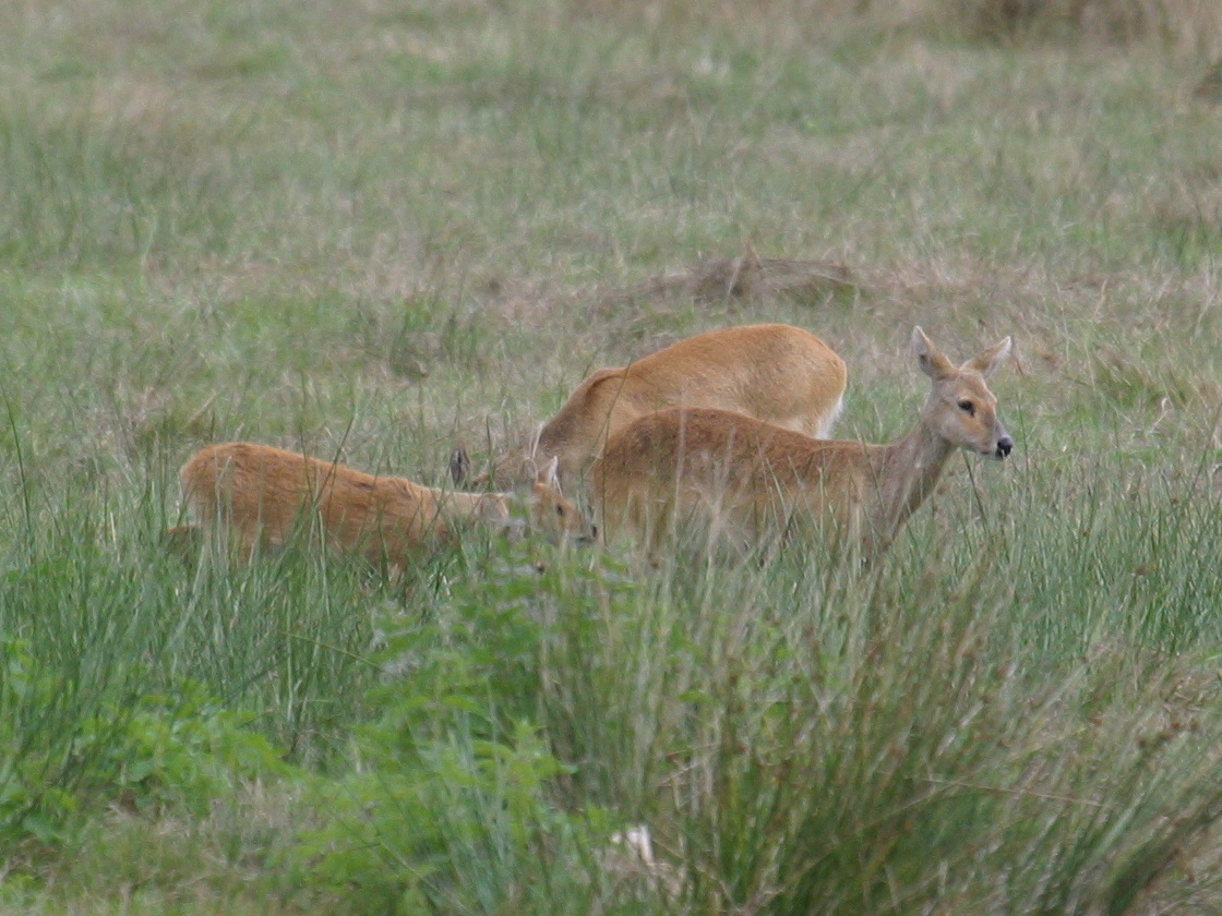 hydropotes_inermis_inermis3bd