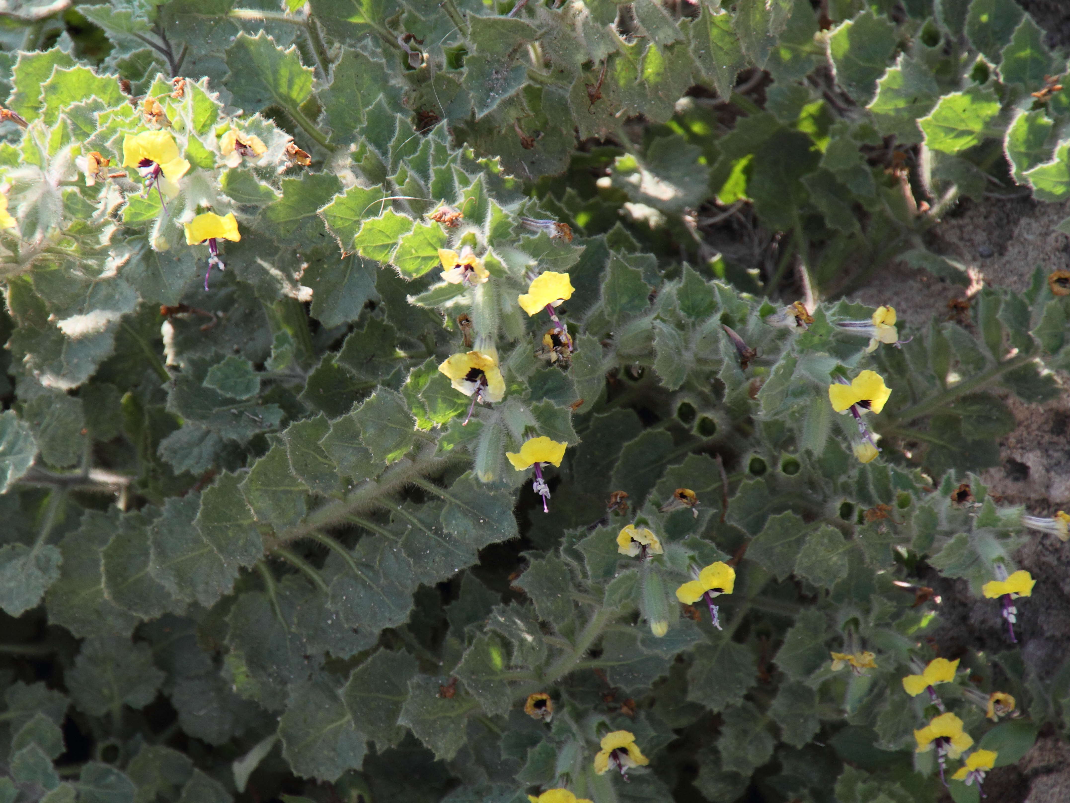 Afficher le média hyoscyamus_aureus1bd hyoscyamus_aureus1bd