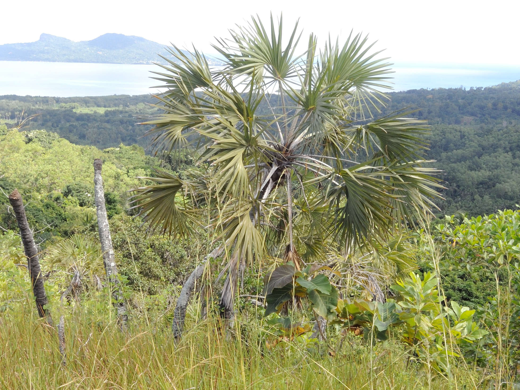 hyphaene_coriacea1md