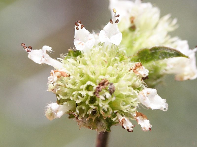 hyptis_atrorubens4md