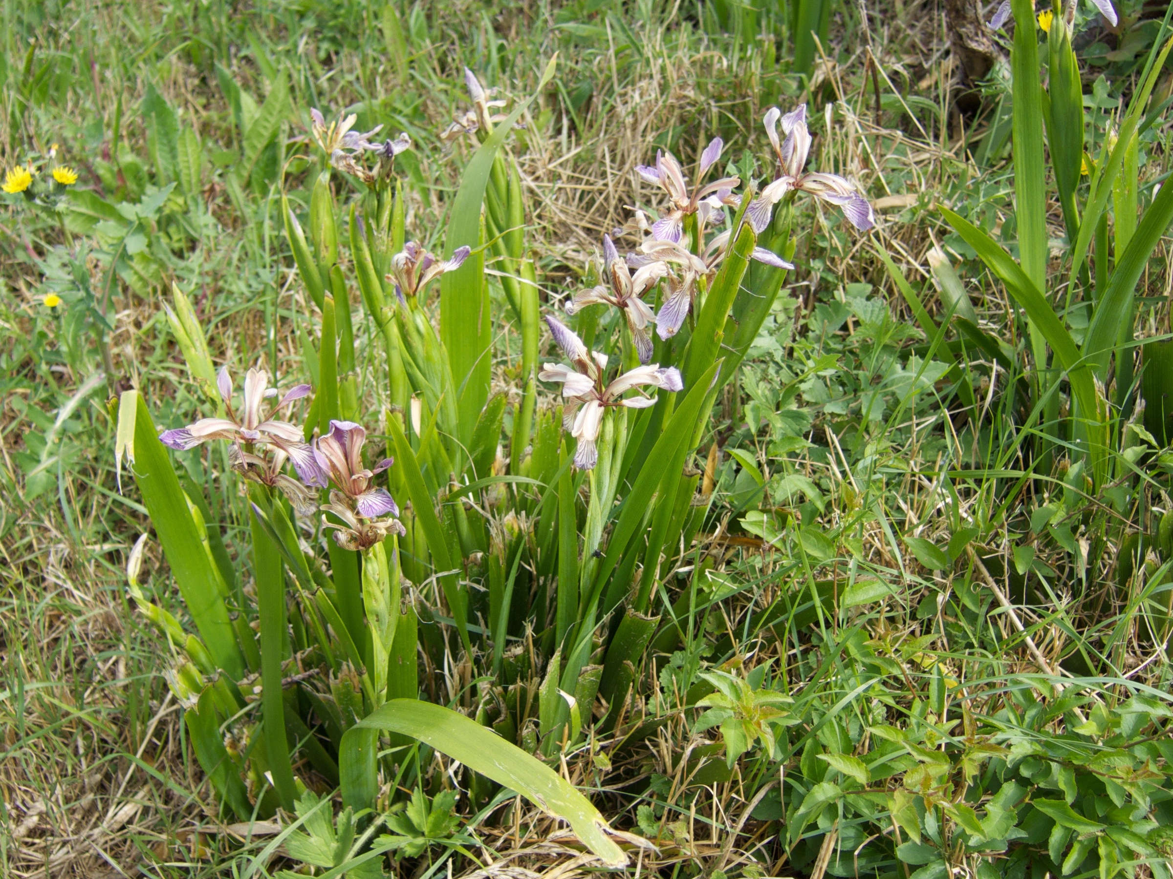 Afficher le média iris_foetidissima3md iris_foetidissima3md