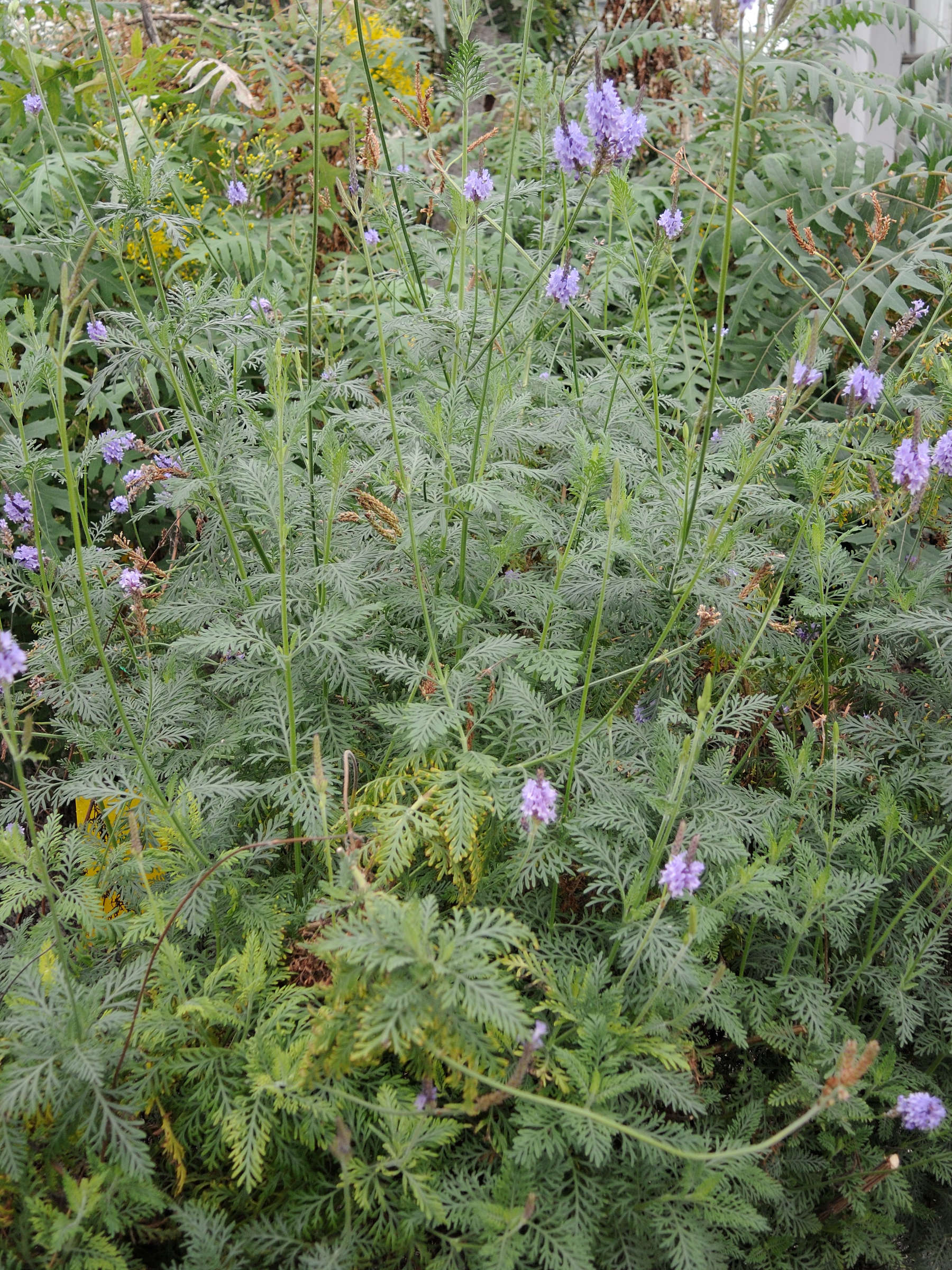 Afficher le média lavandula_canariensis1md lavandula_canariensis1md