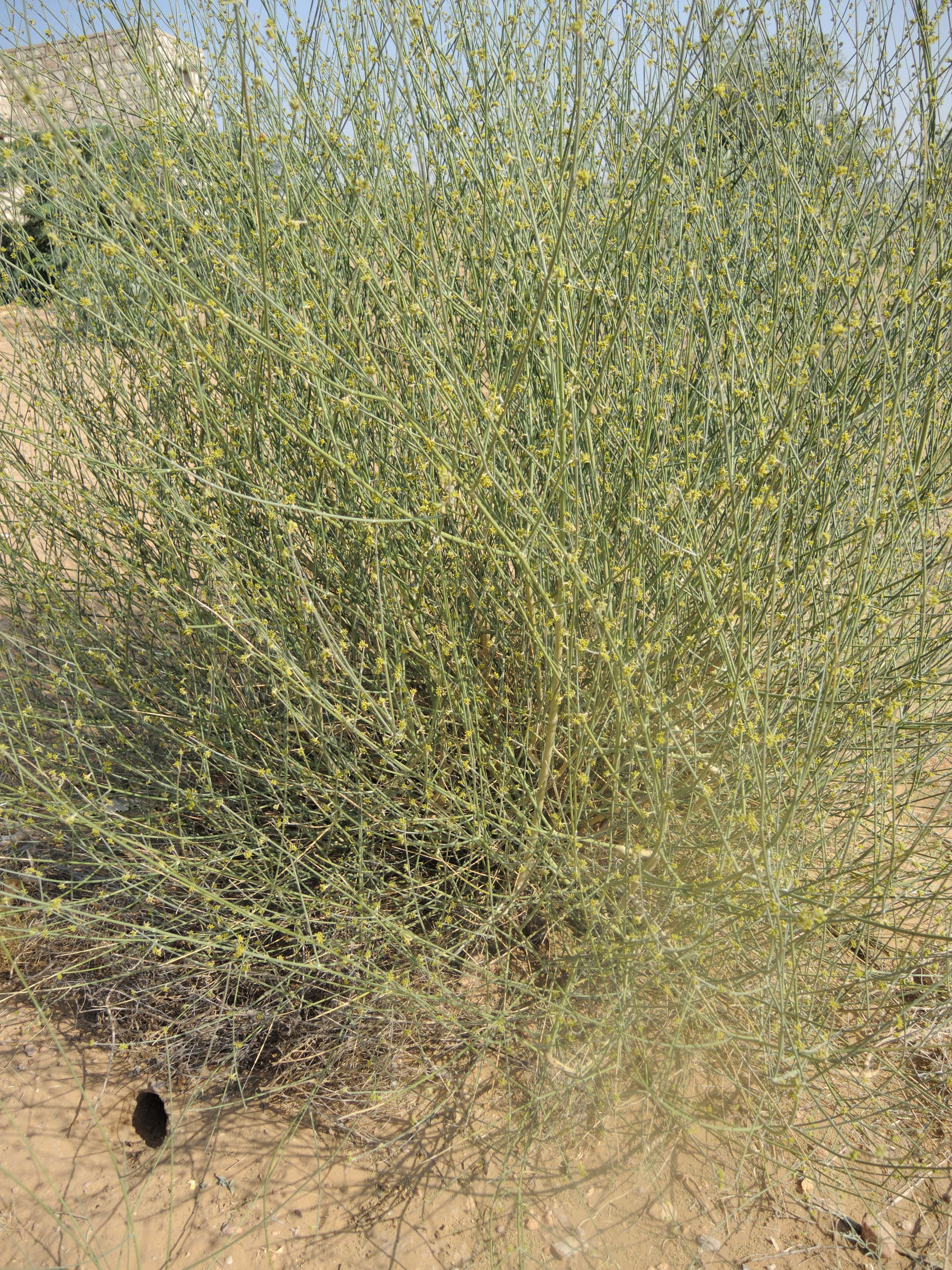 leptadenia_pyrotechnica1md