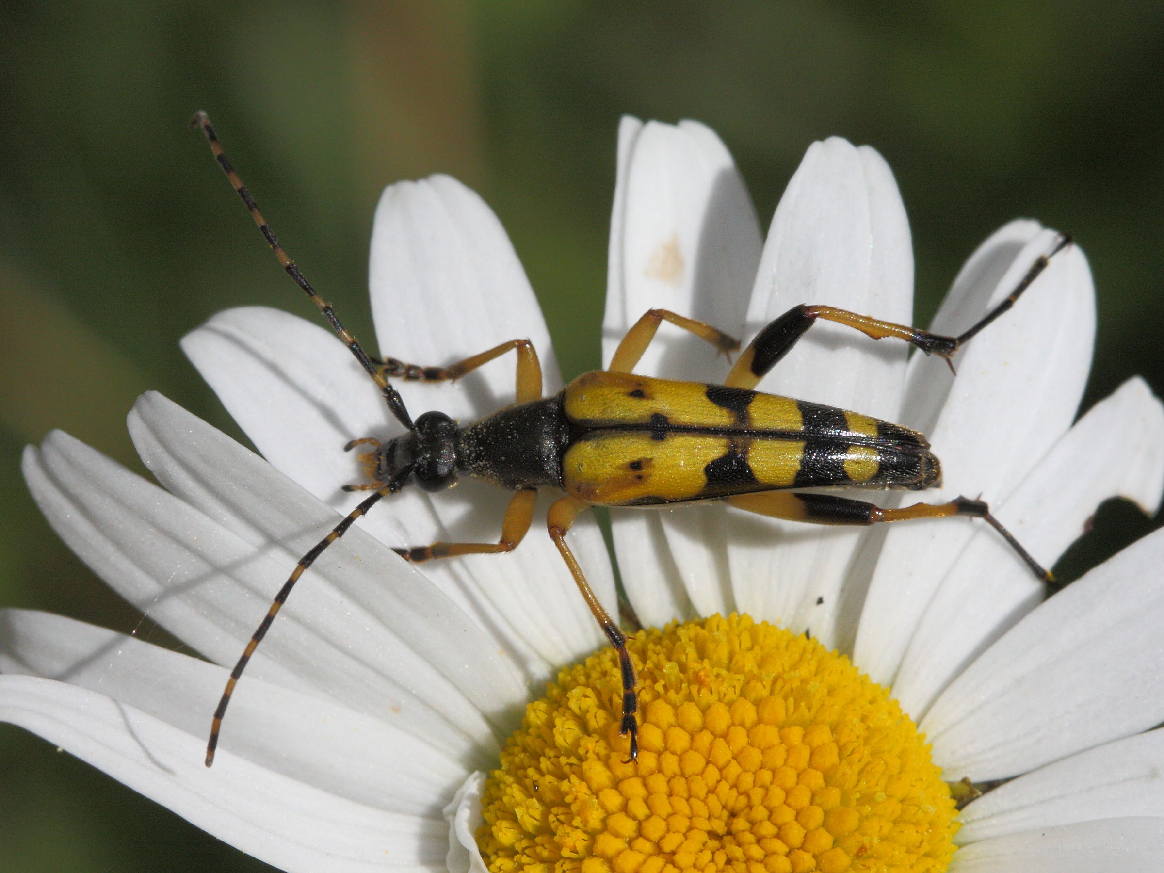 leptura_maculata2bd