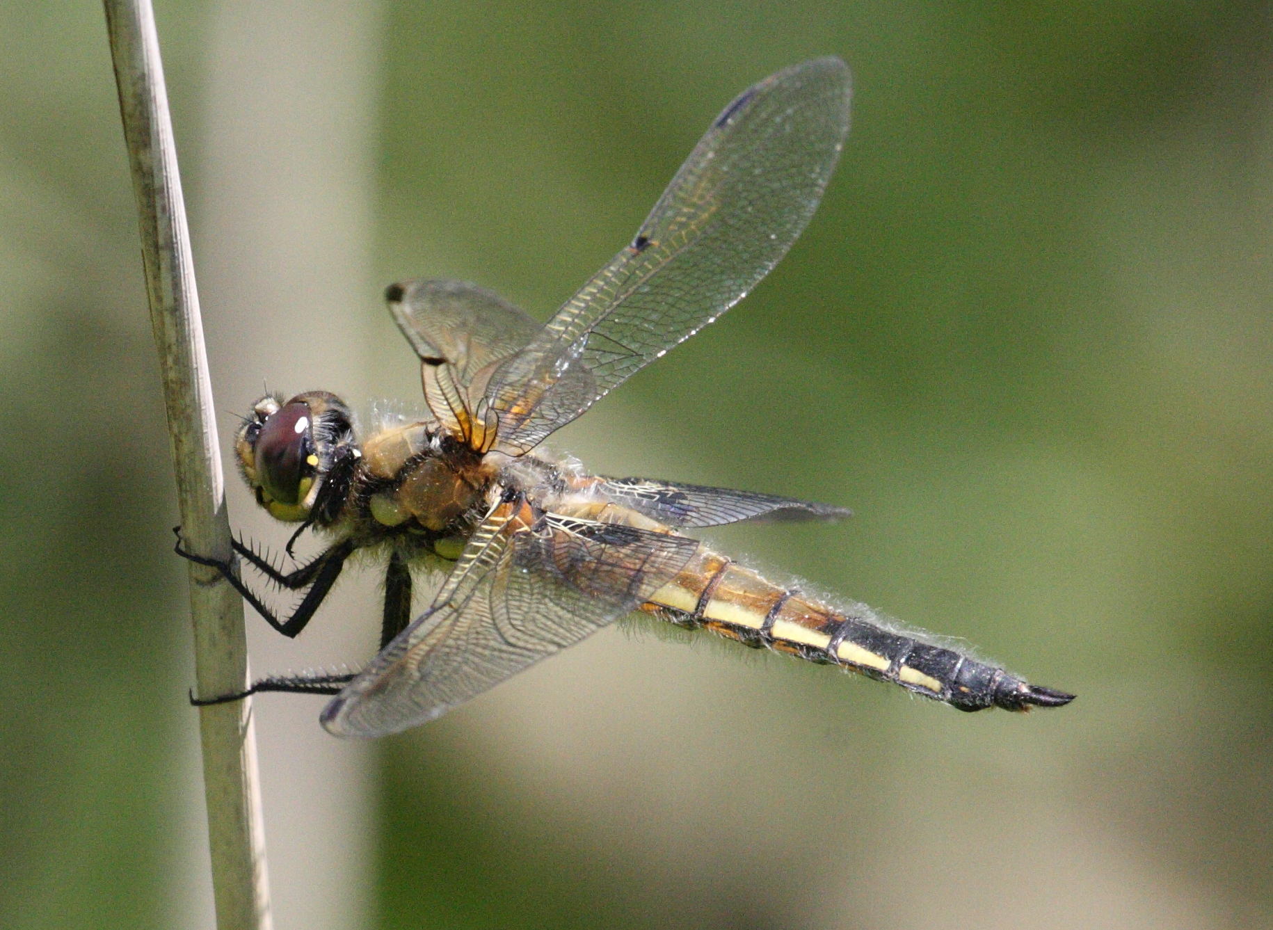 Afficher le média libellula_quadrimaculata6md libellula_quadrimaculata6md