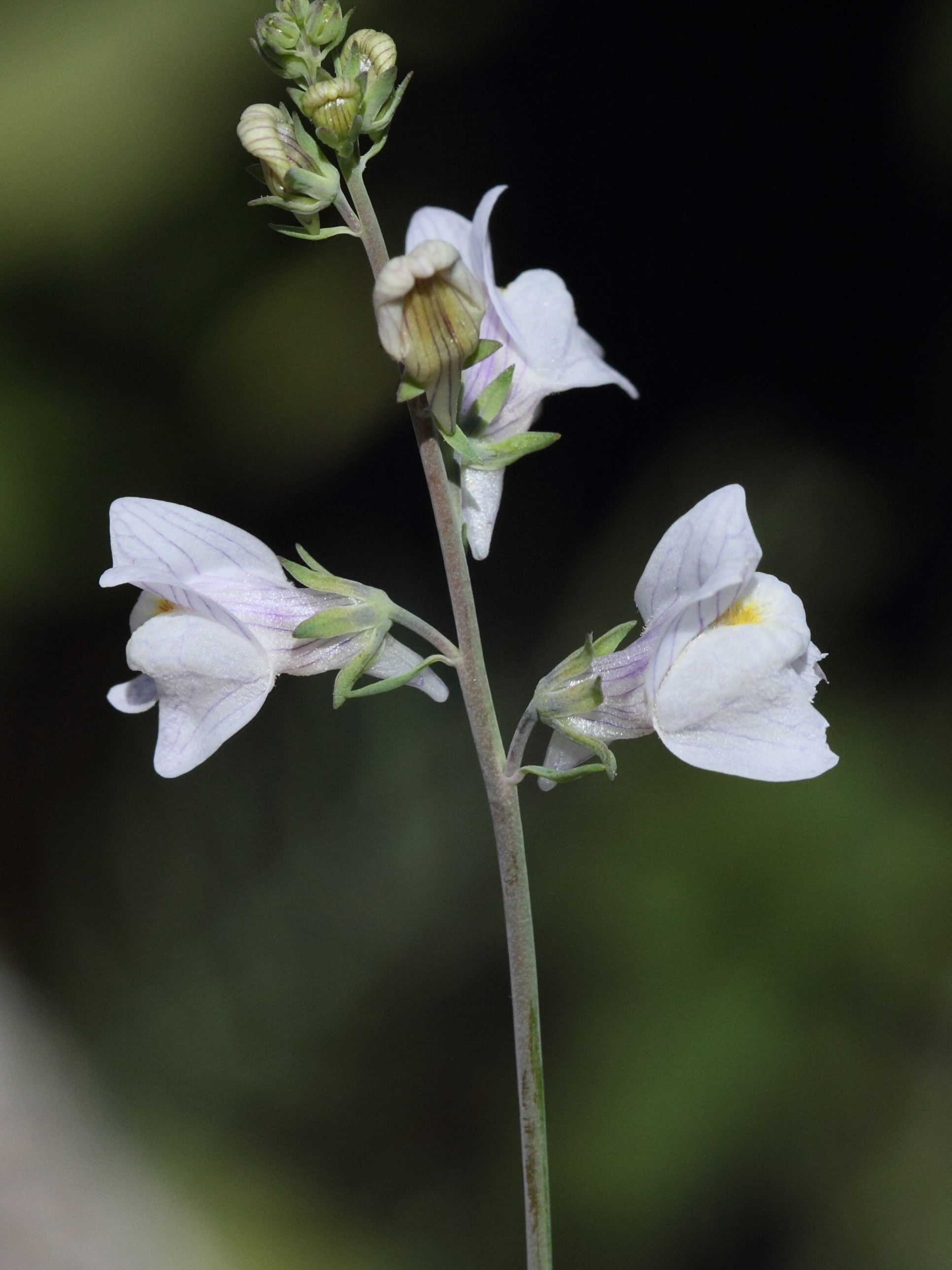 linaria_repens2abd