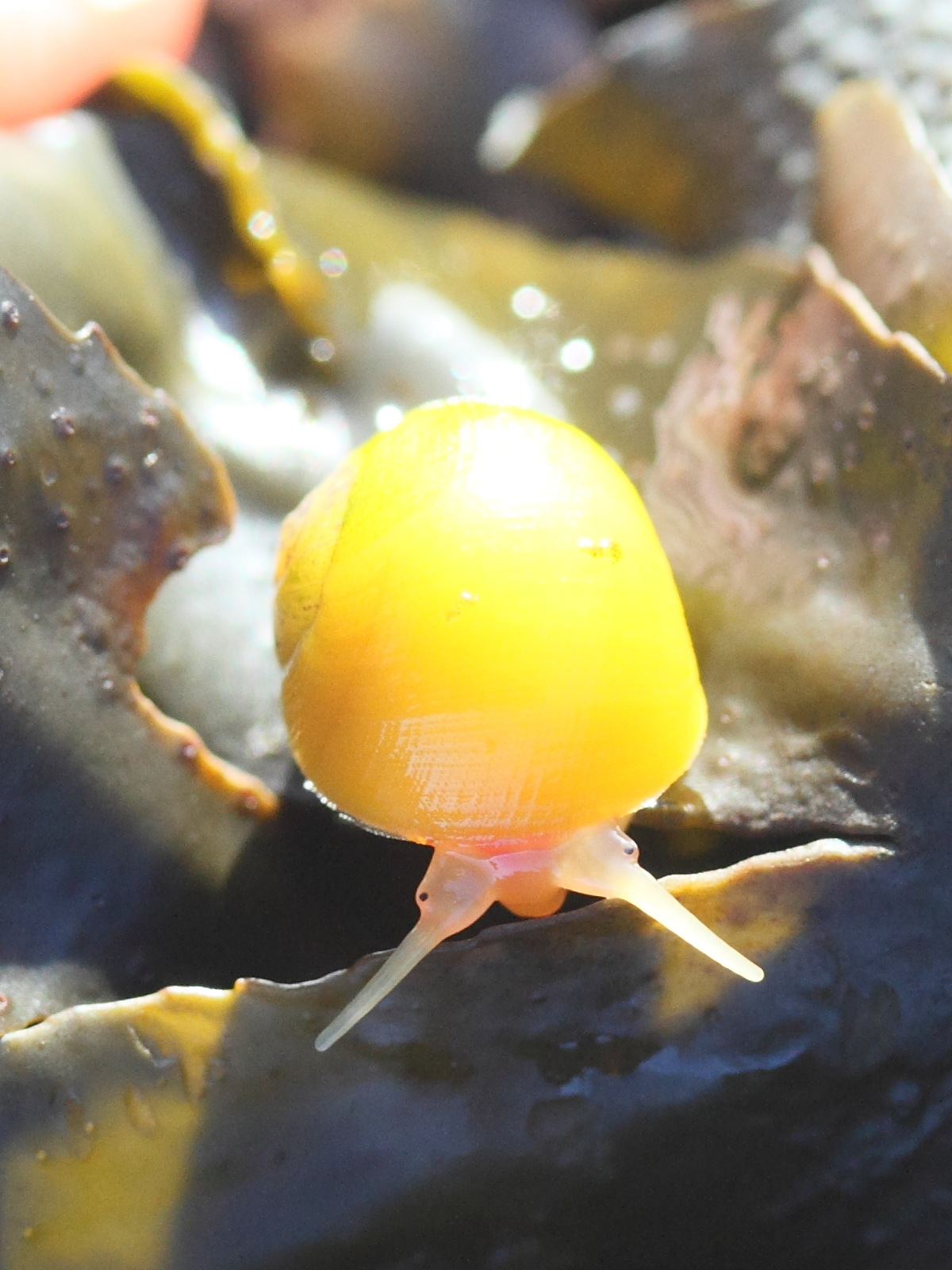 littorina_fabalis5md