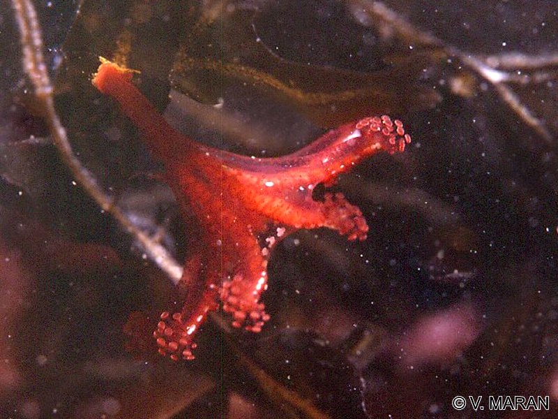 lucernariopsis_campanulata2vm